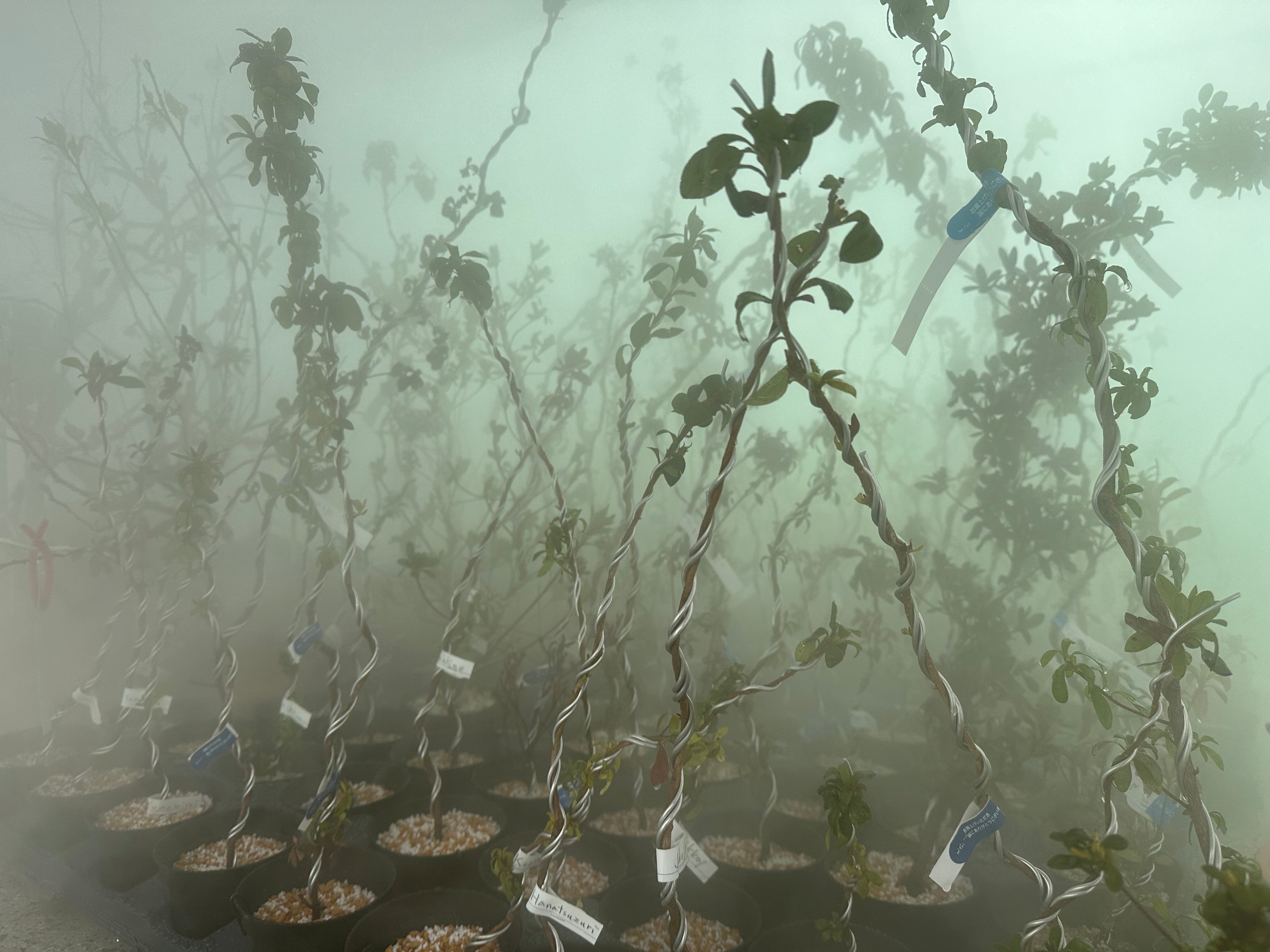 Rhododendron indicum Satsuki Azaleas (45 cultivars) (2026)