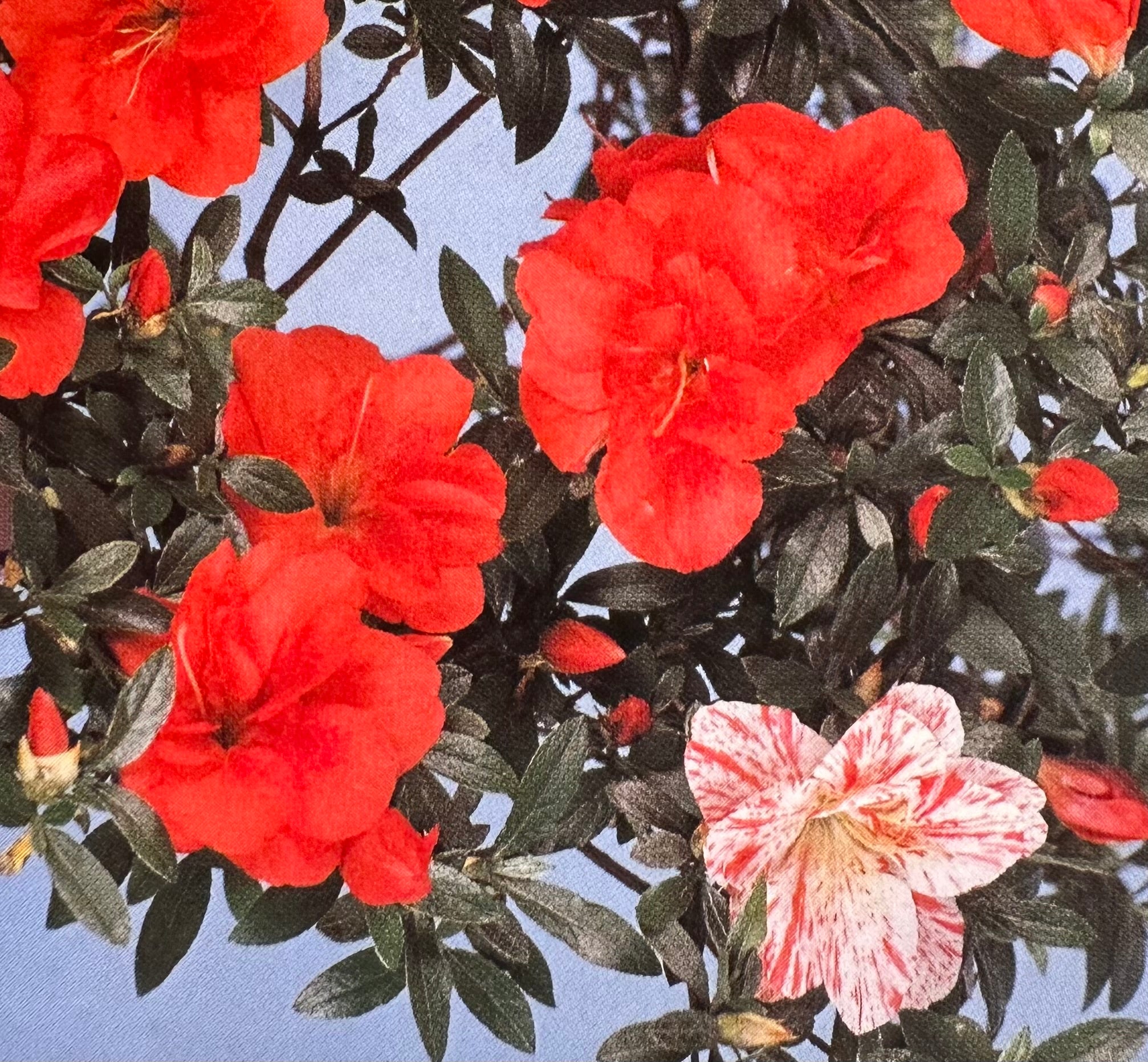 Satsuki 'Maikomachi'