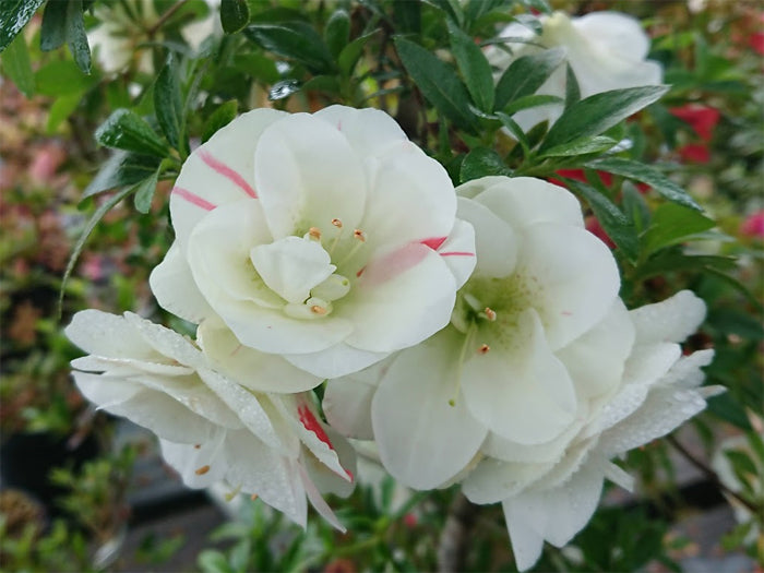 Satsuki 'Maikomachi'