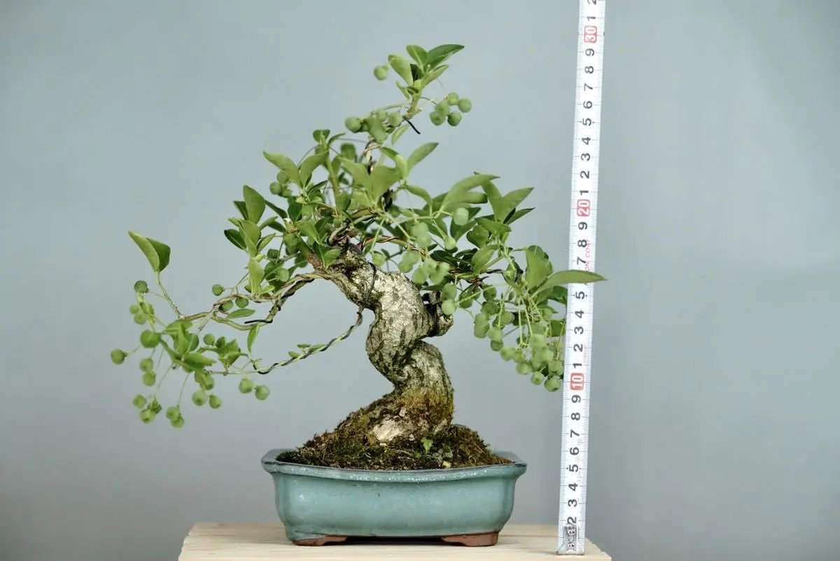 Mayumi Canada Bonsai