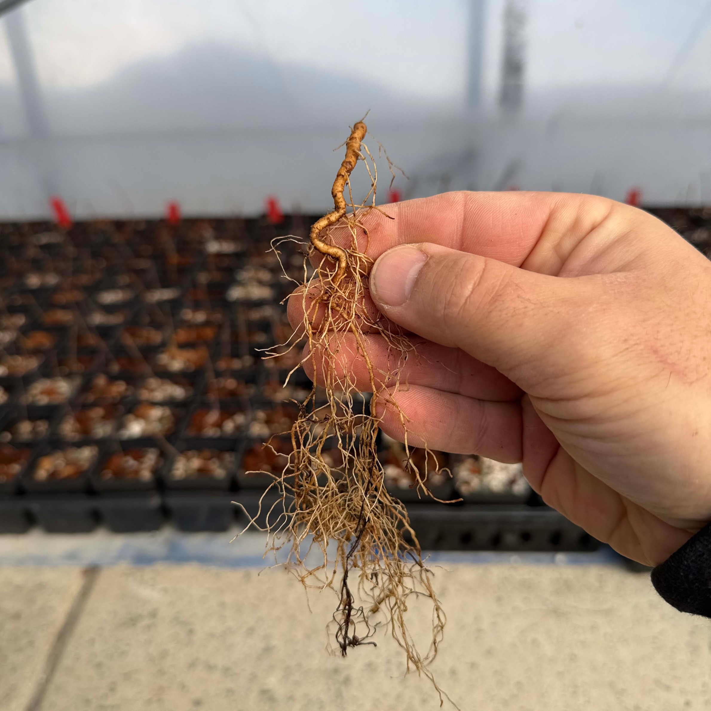 Root Cuttings - Diospyros and Crateagus