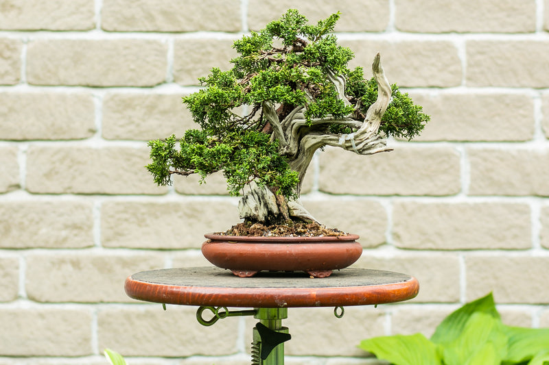 Juniperus chinensis