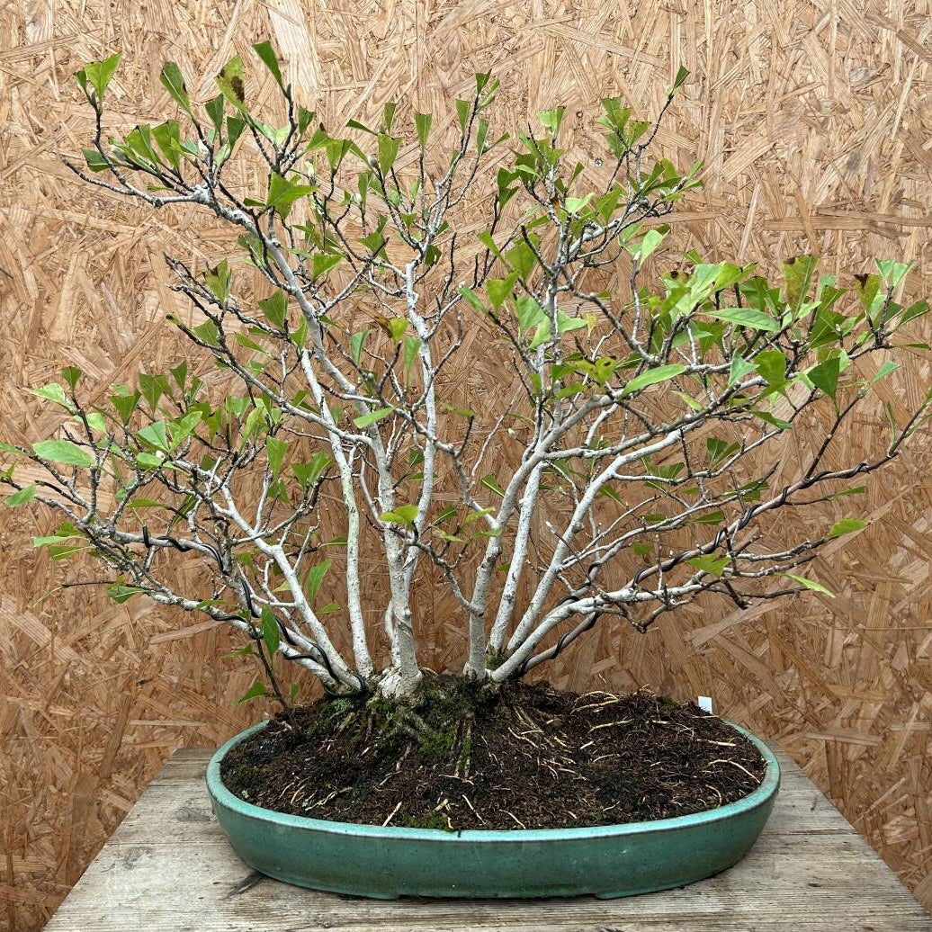 Magnolia kobus (dwarf) Canada Bonsai
