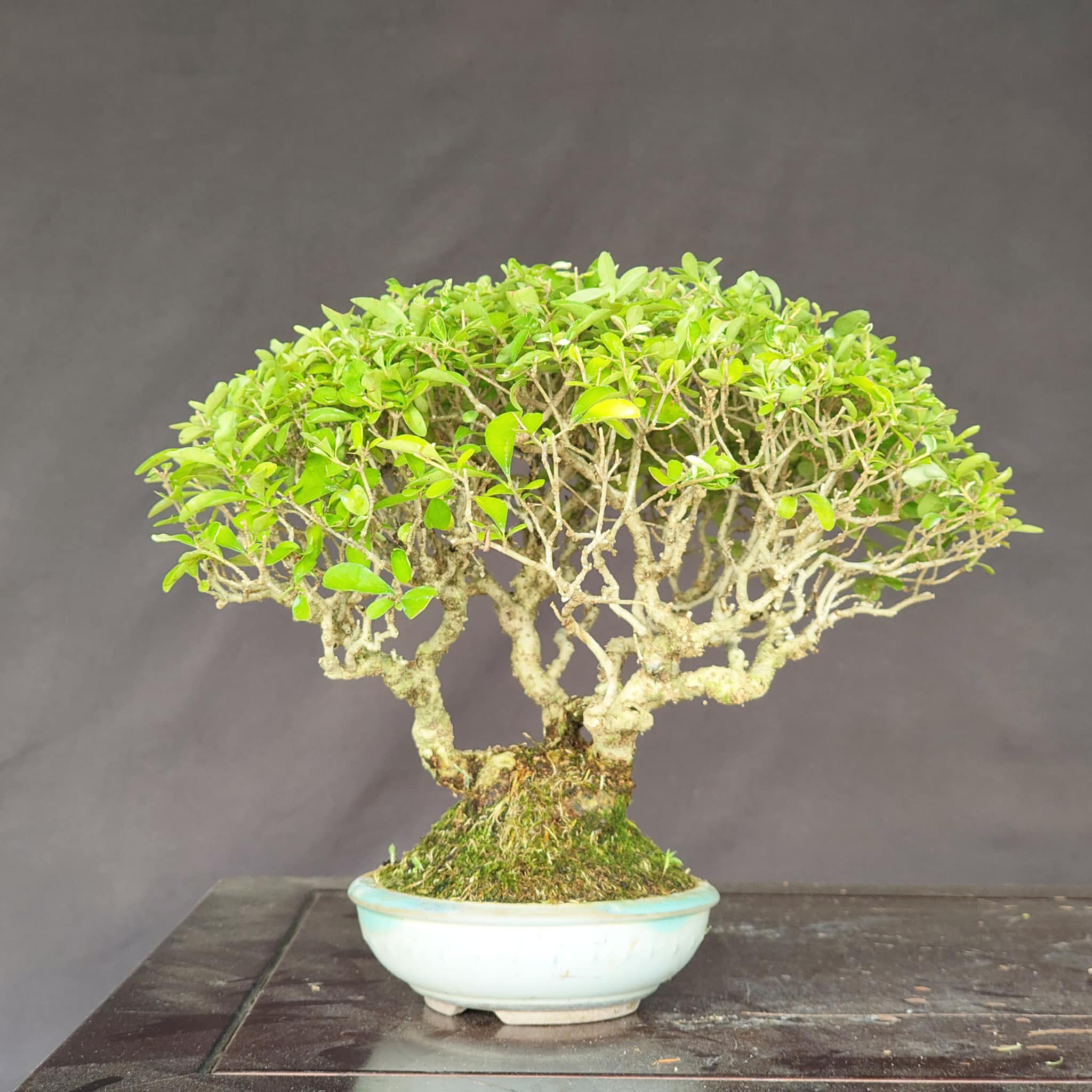 Ligustrum obtusifolium