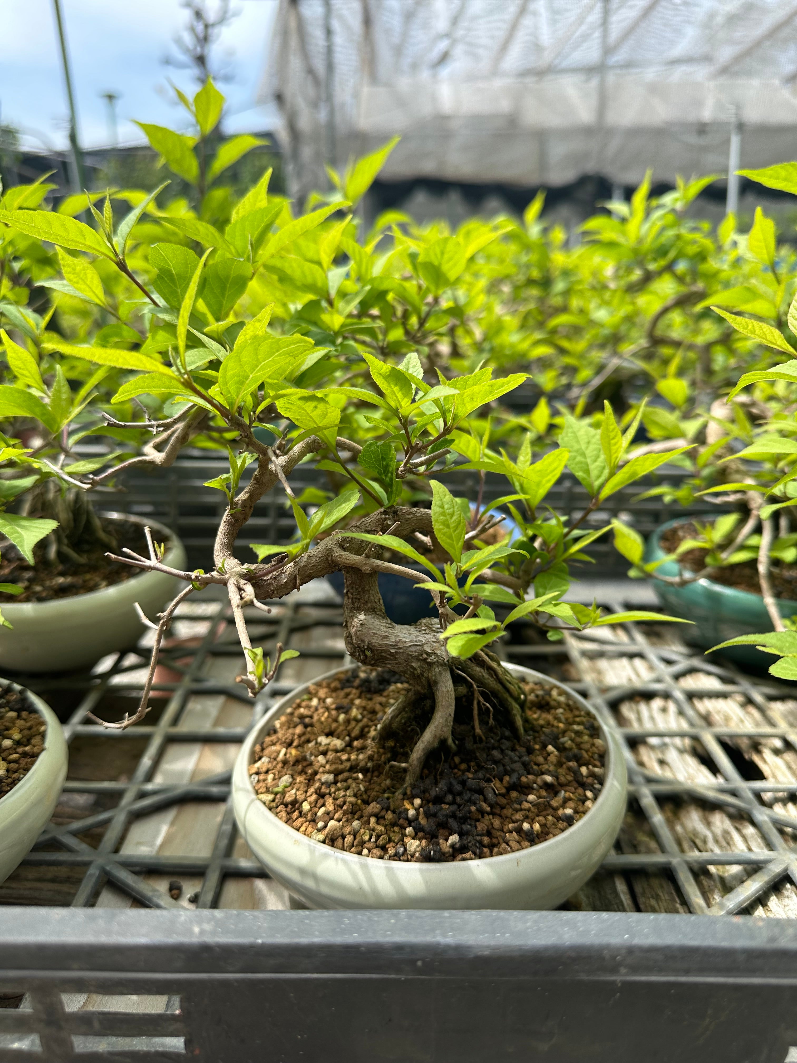 Callicarpa japonica