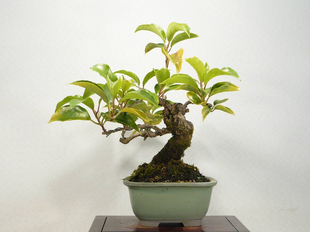 Kadsura japonica