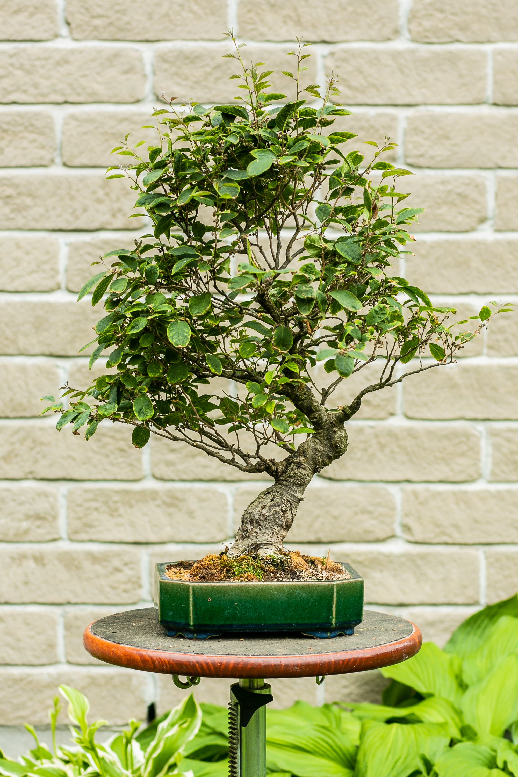 Ilex serrata