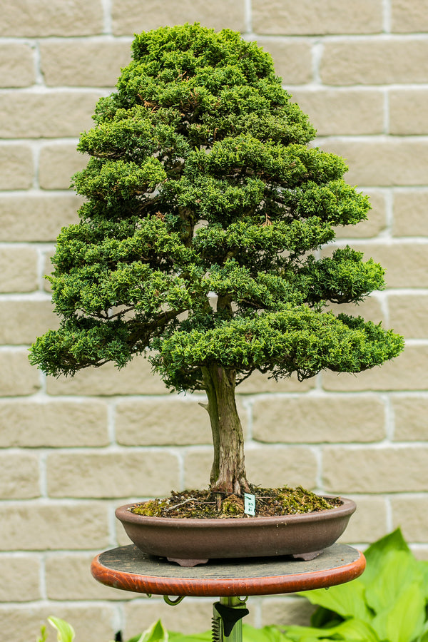 Juniperus Chinensis 'Blaauw'