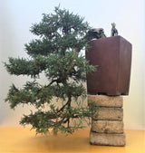 Juniperus scopulorum