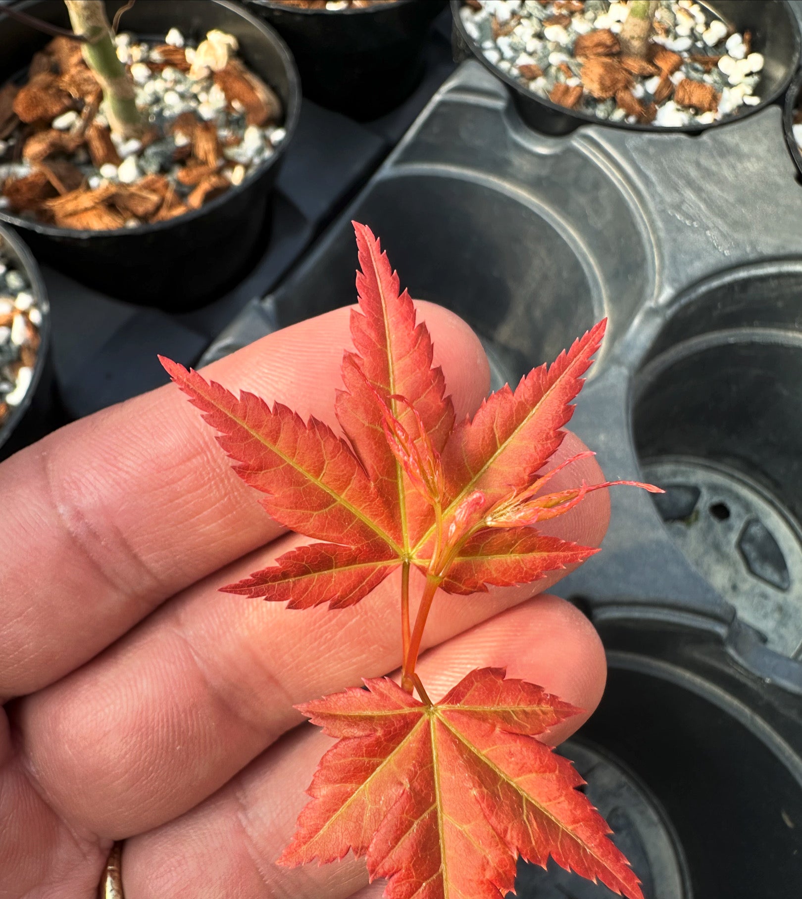 Acer palmatum 'Beni Chidori'