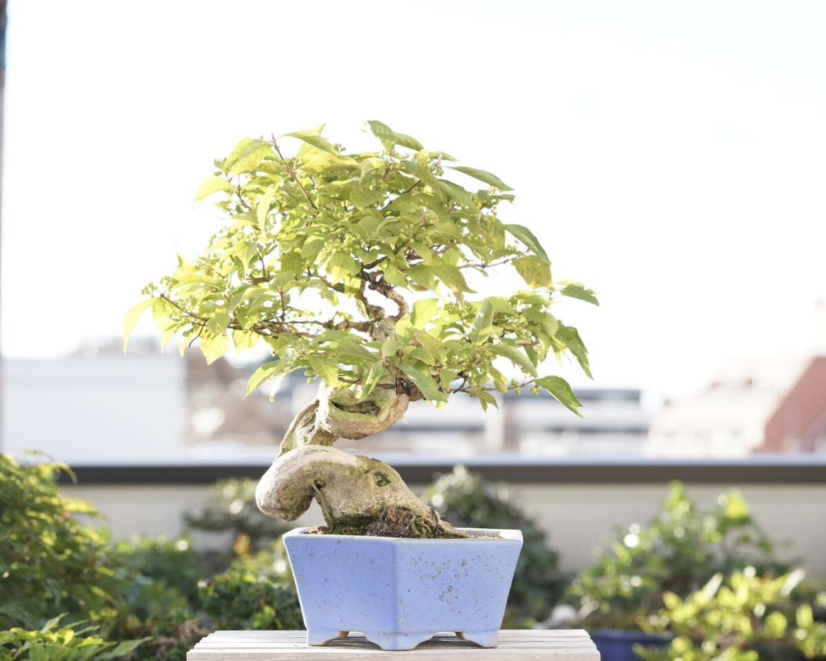 Callicarpa japonica