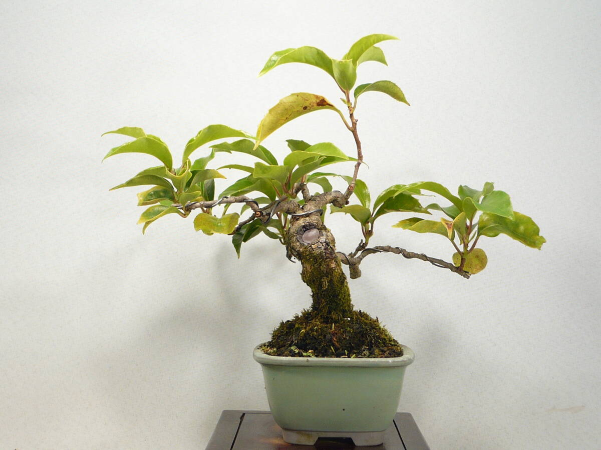 Kadsura japonica