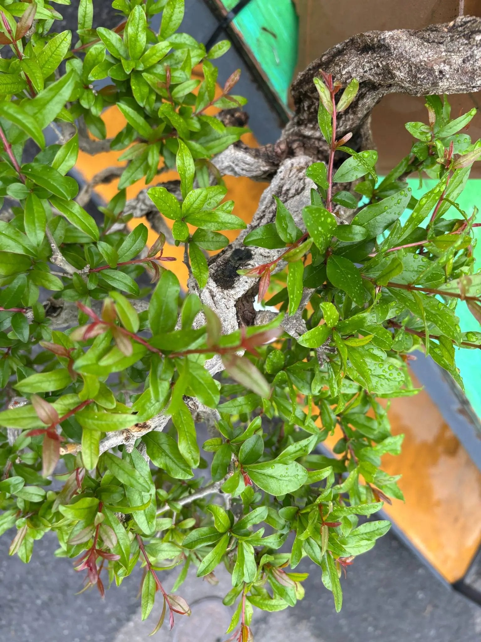 Punica granatum Canada Bonsai