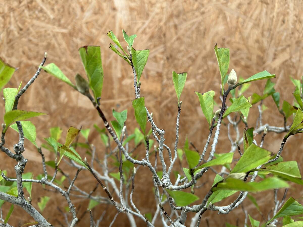 Magnolia kobus (dwarf)