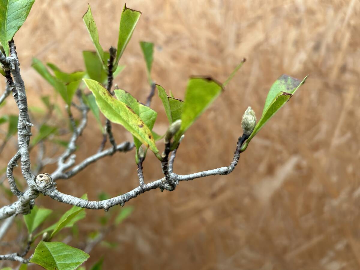 Magnolia kobus (dwarf)