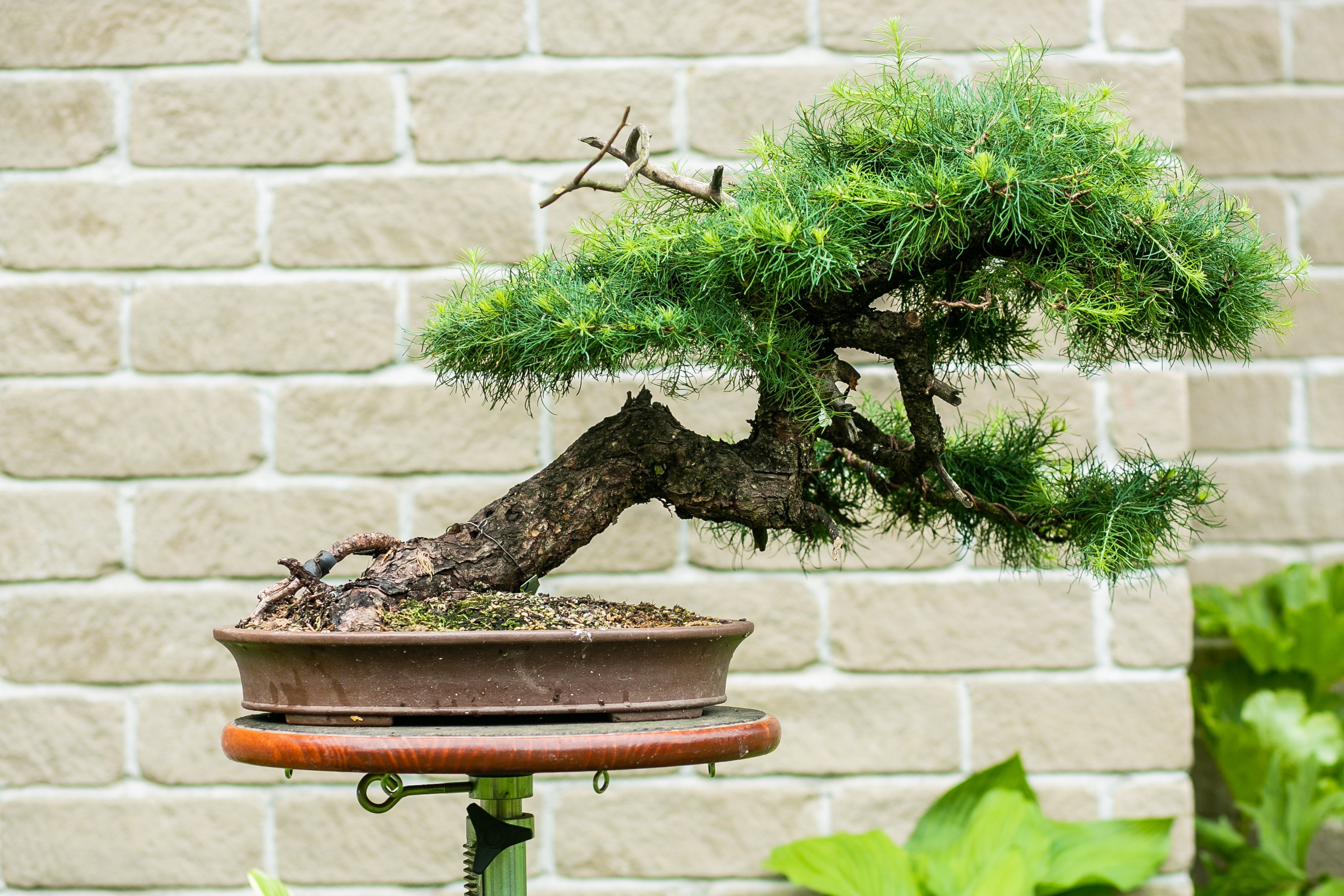 Larix laricina