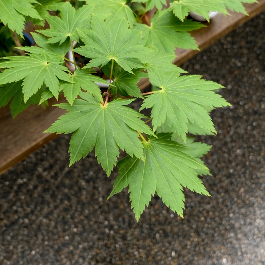 Acer tenuifolium 'Kohauchiwa' (1 unit)