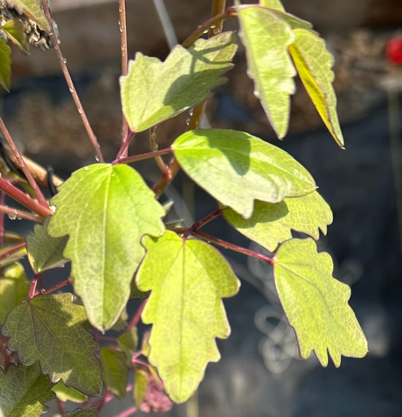 Akebia trifoliata