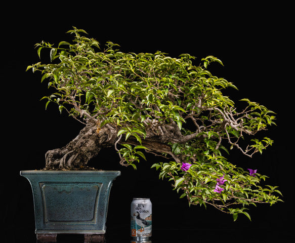 Bougainvillea
