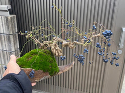COCCULUS orbiculatus