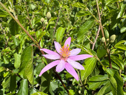 GREWIA occidentalis