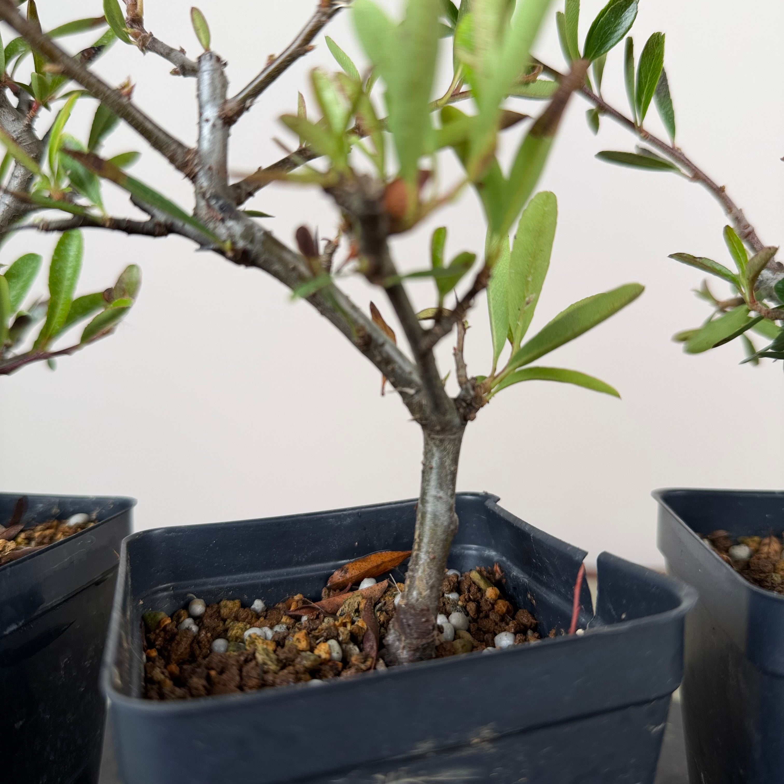 Pyracantha angustifolia (orange)