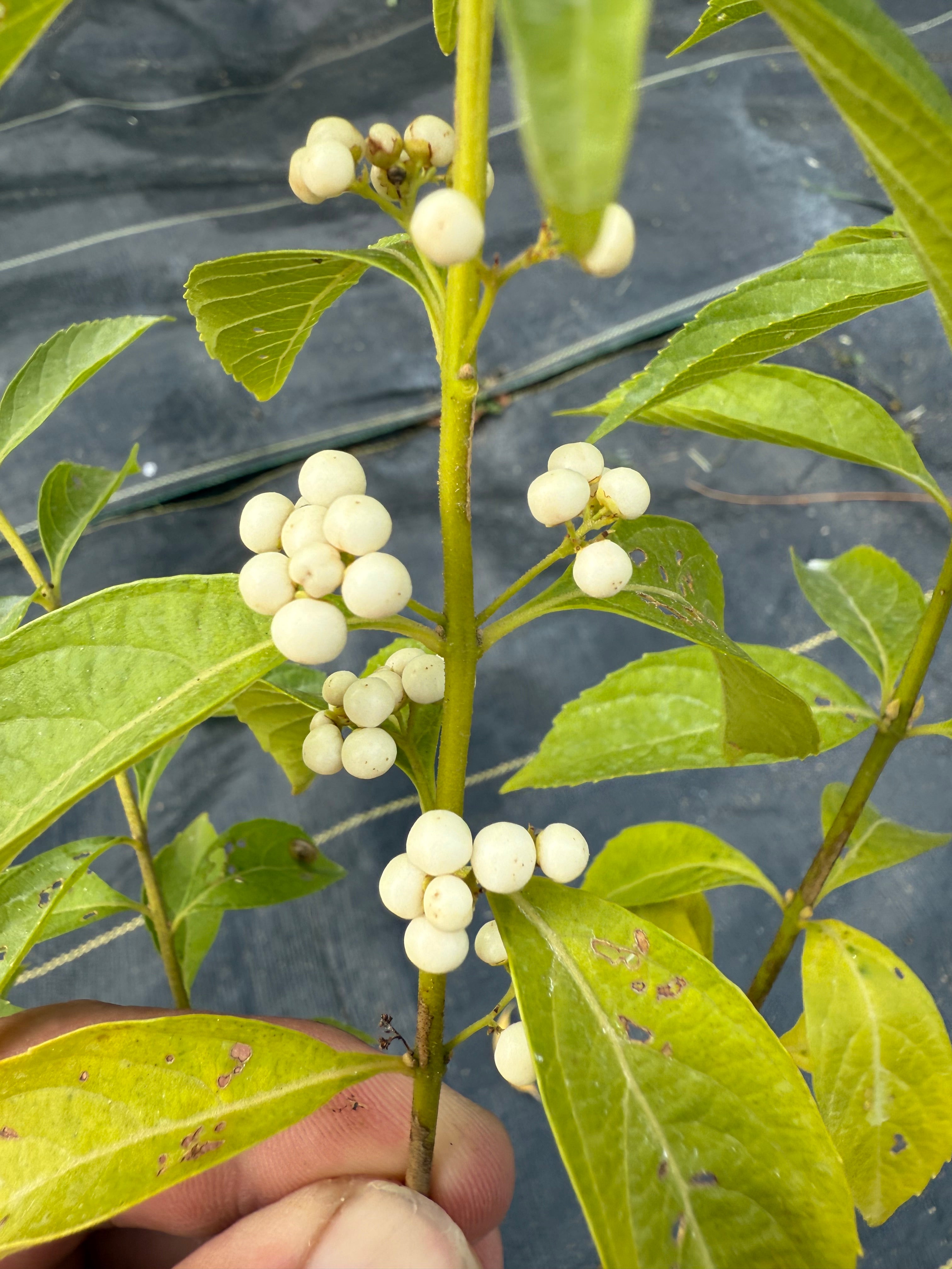 Callicarpa japonica (White)