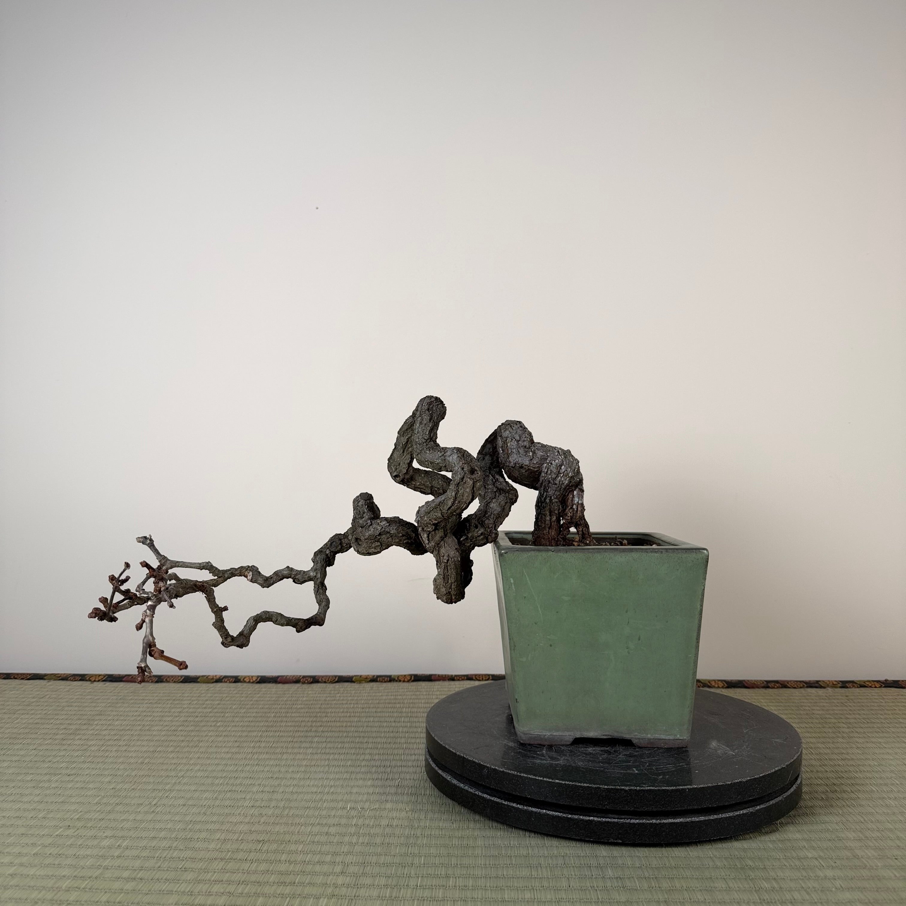 Parthenocissus quinquefolia (Pot antique)