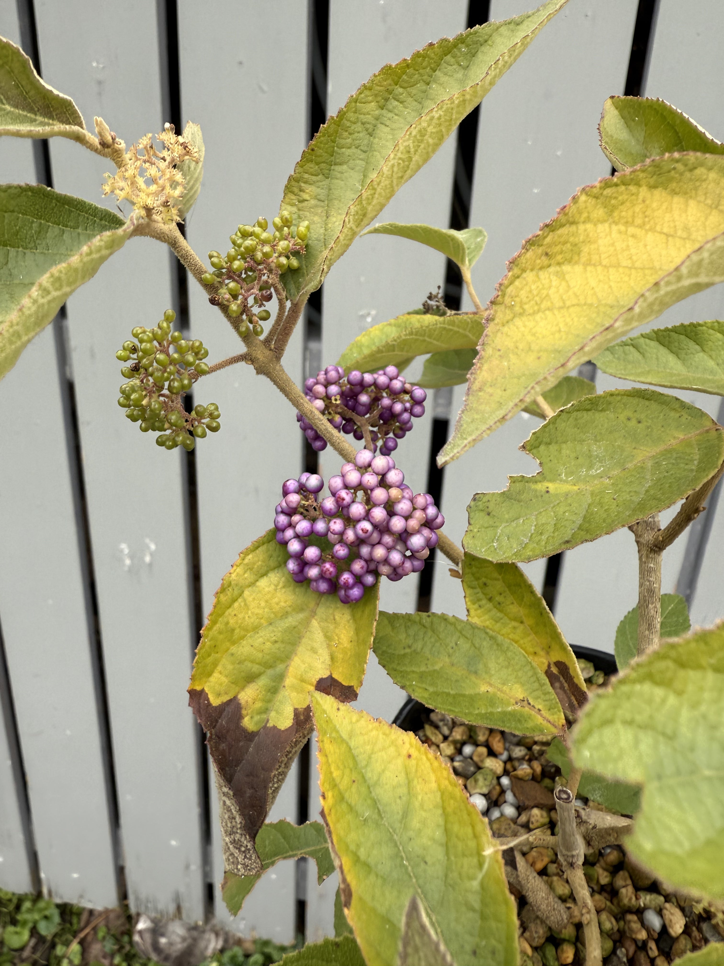 Callicarpa japonica 'NAKAYOSHI KOYOSHI' #2