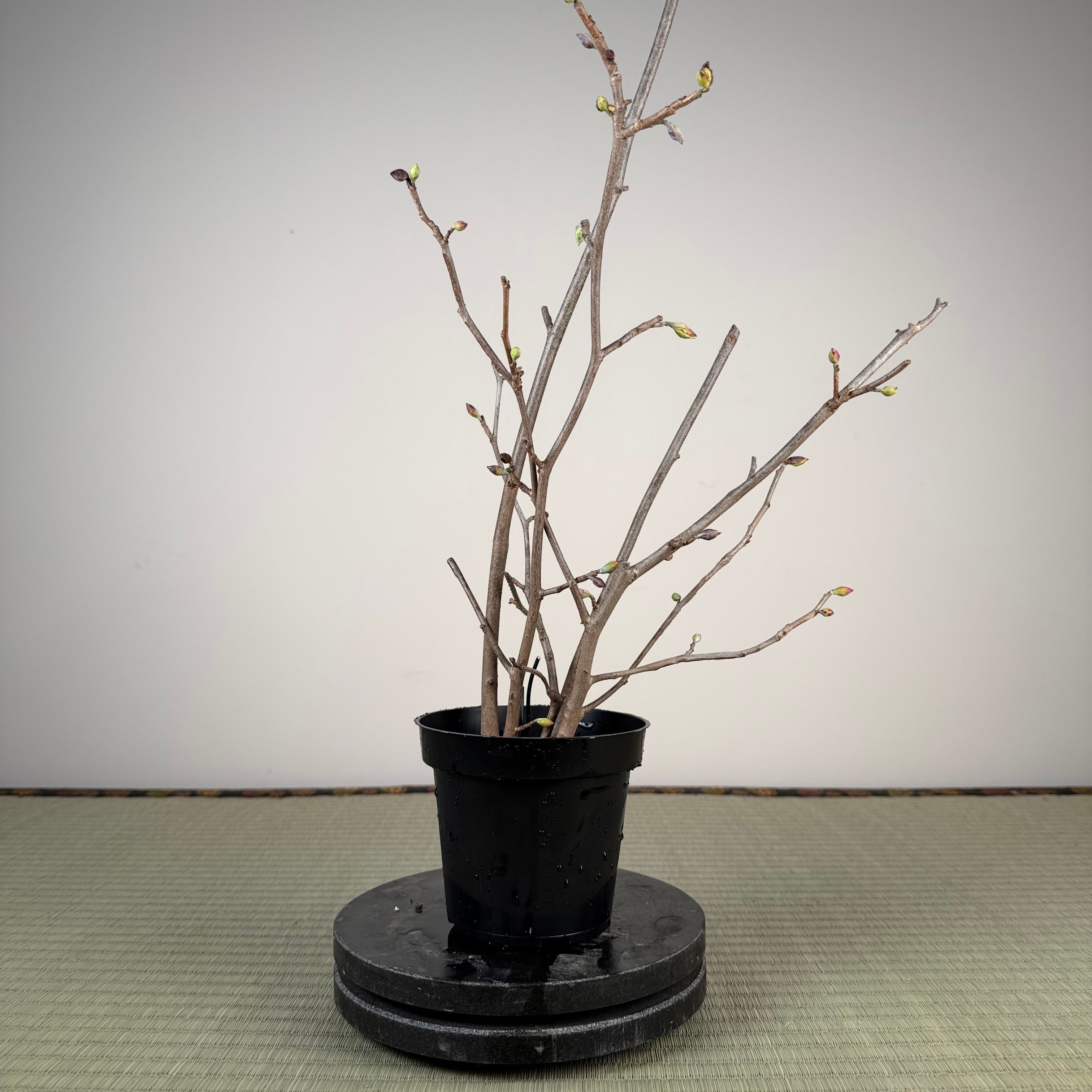 Corylopsis spicata