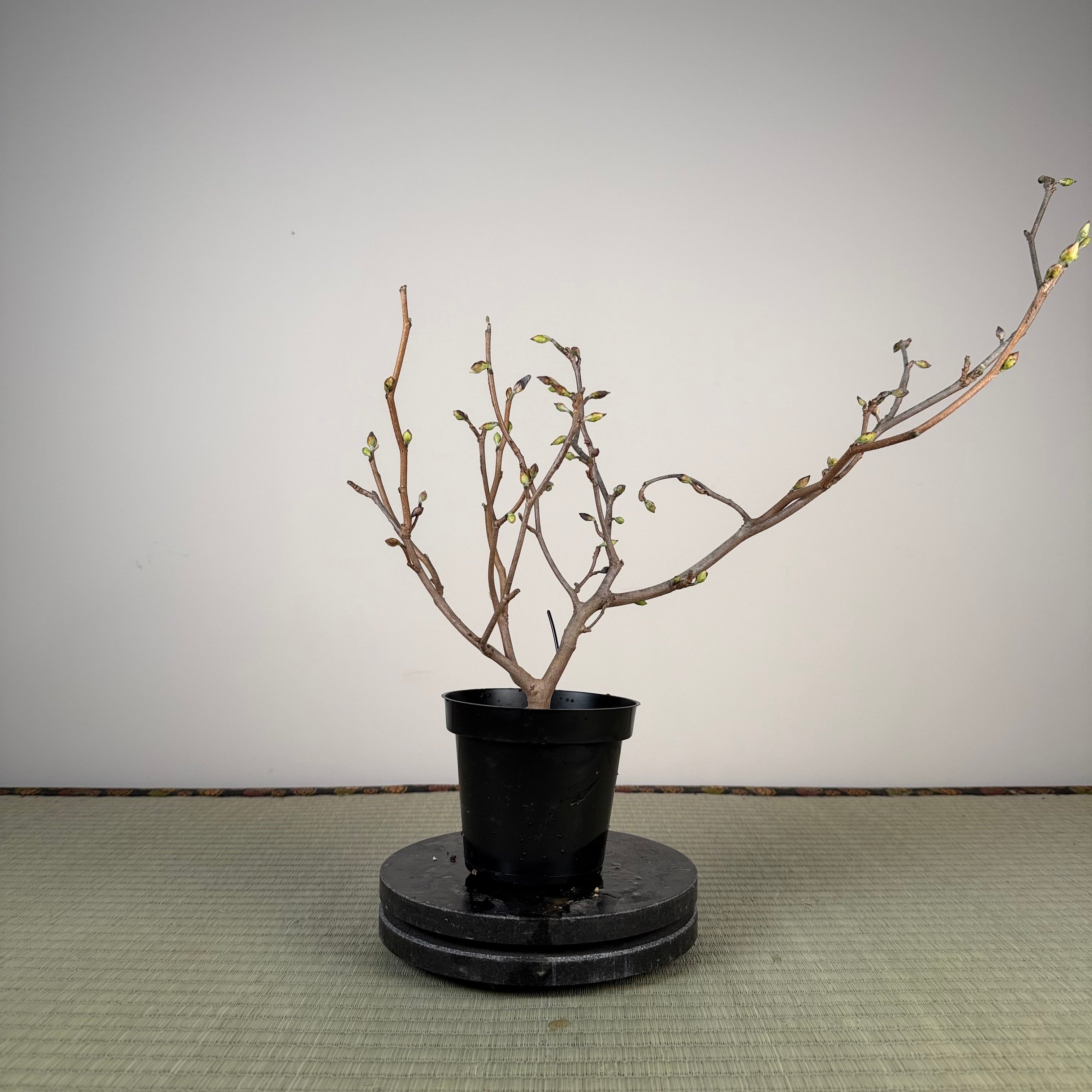 Corylopsis spicata