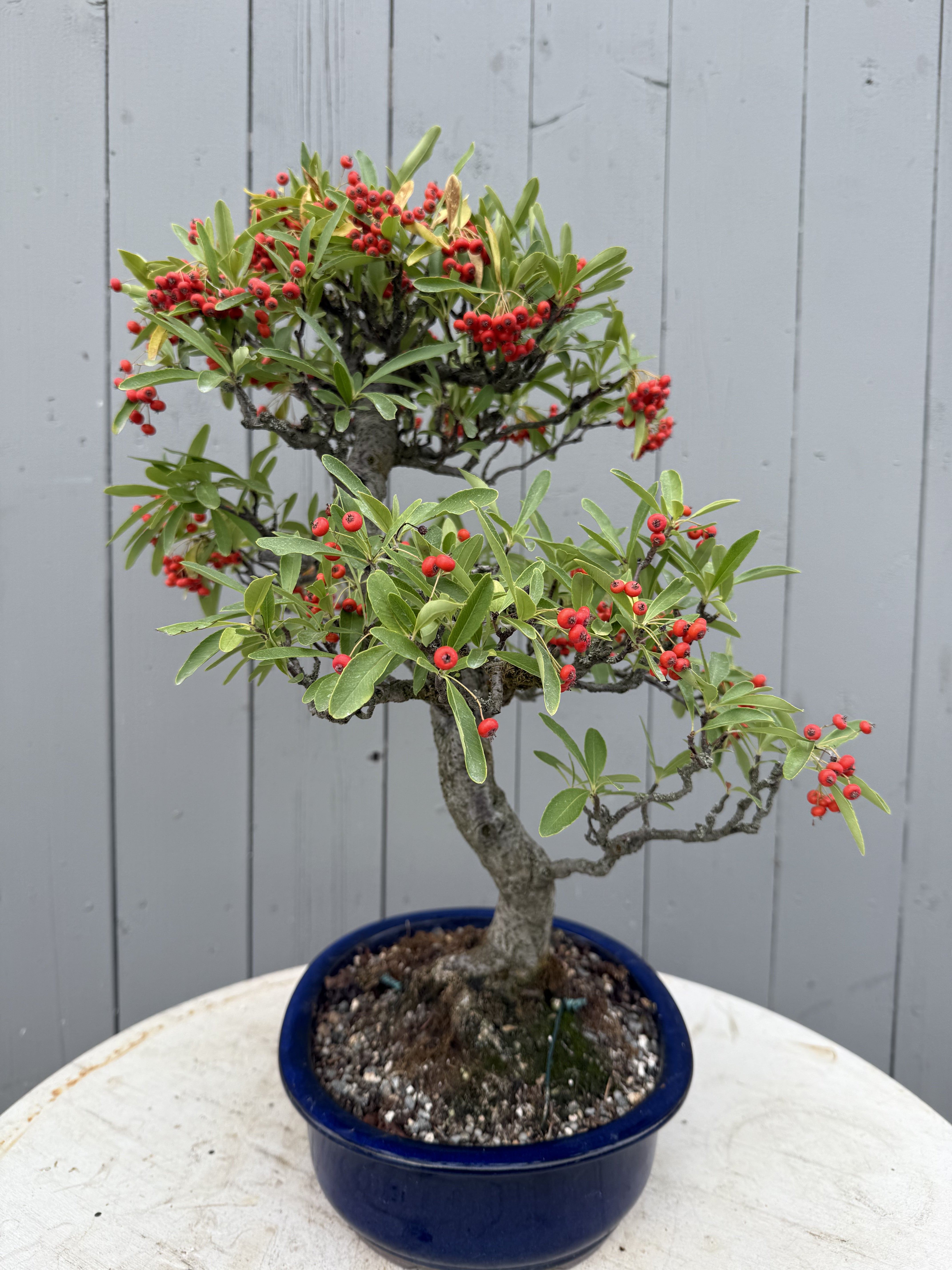 Pyracantha angustifolia