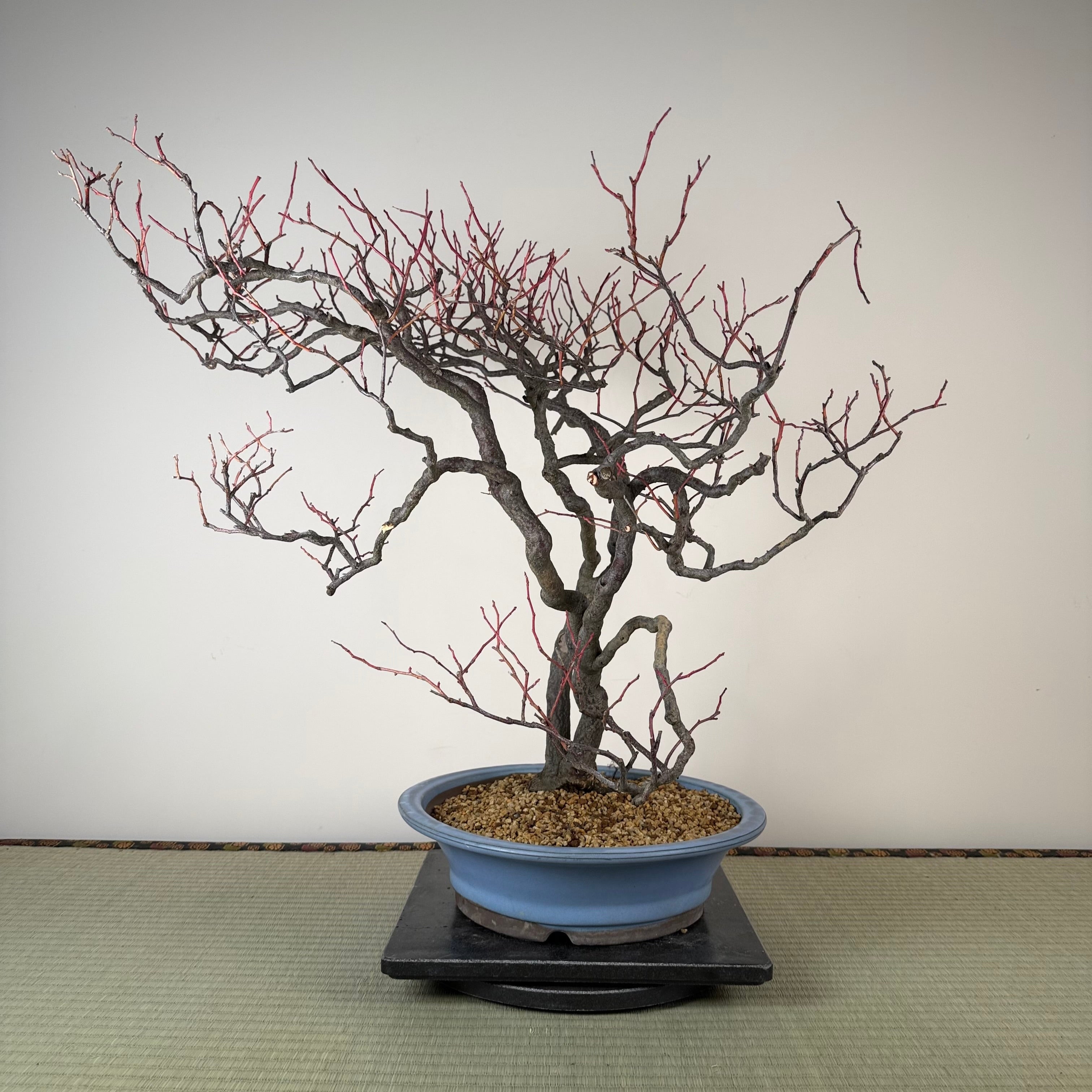 Itea japonica