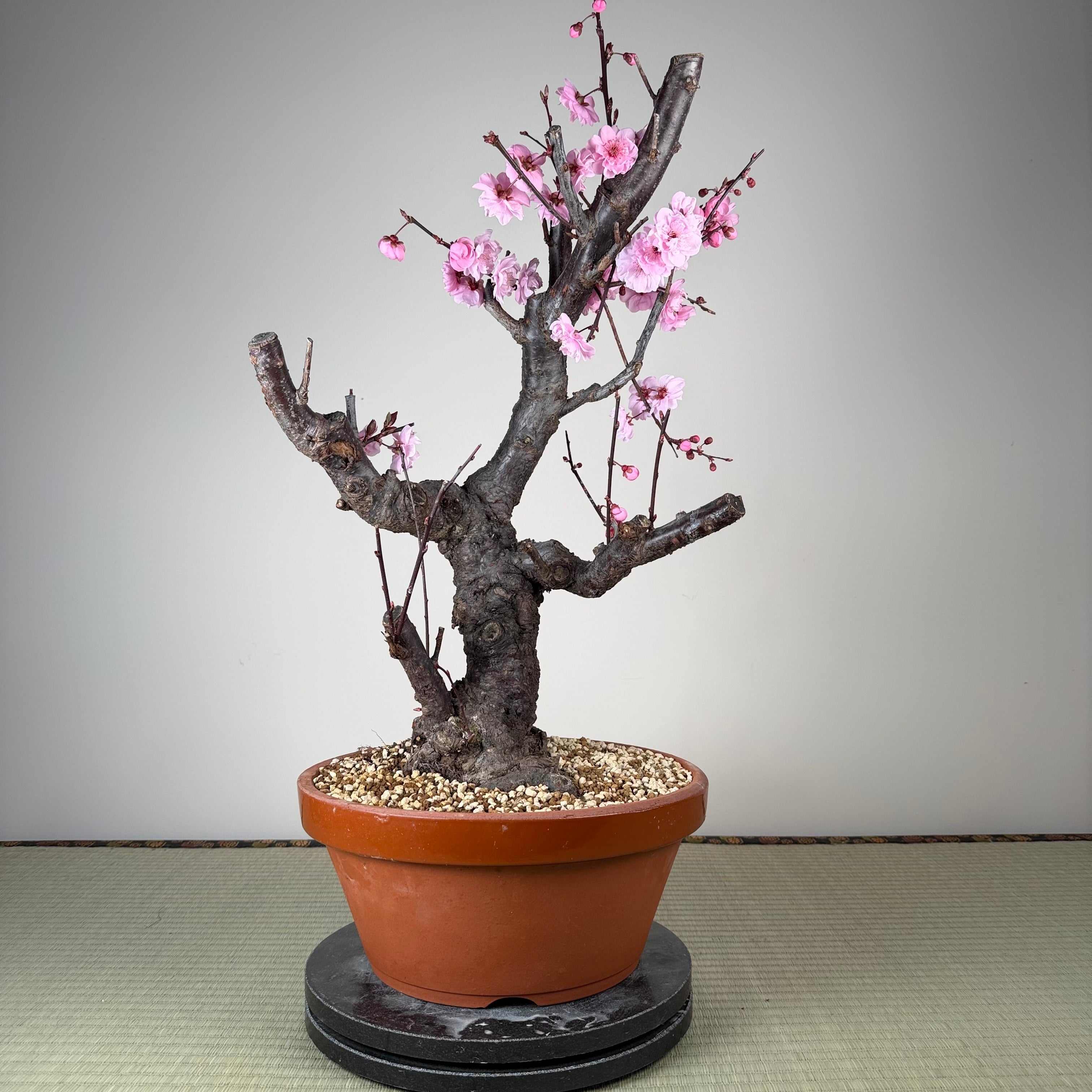 Prunus mume 'Měirén méi'