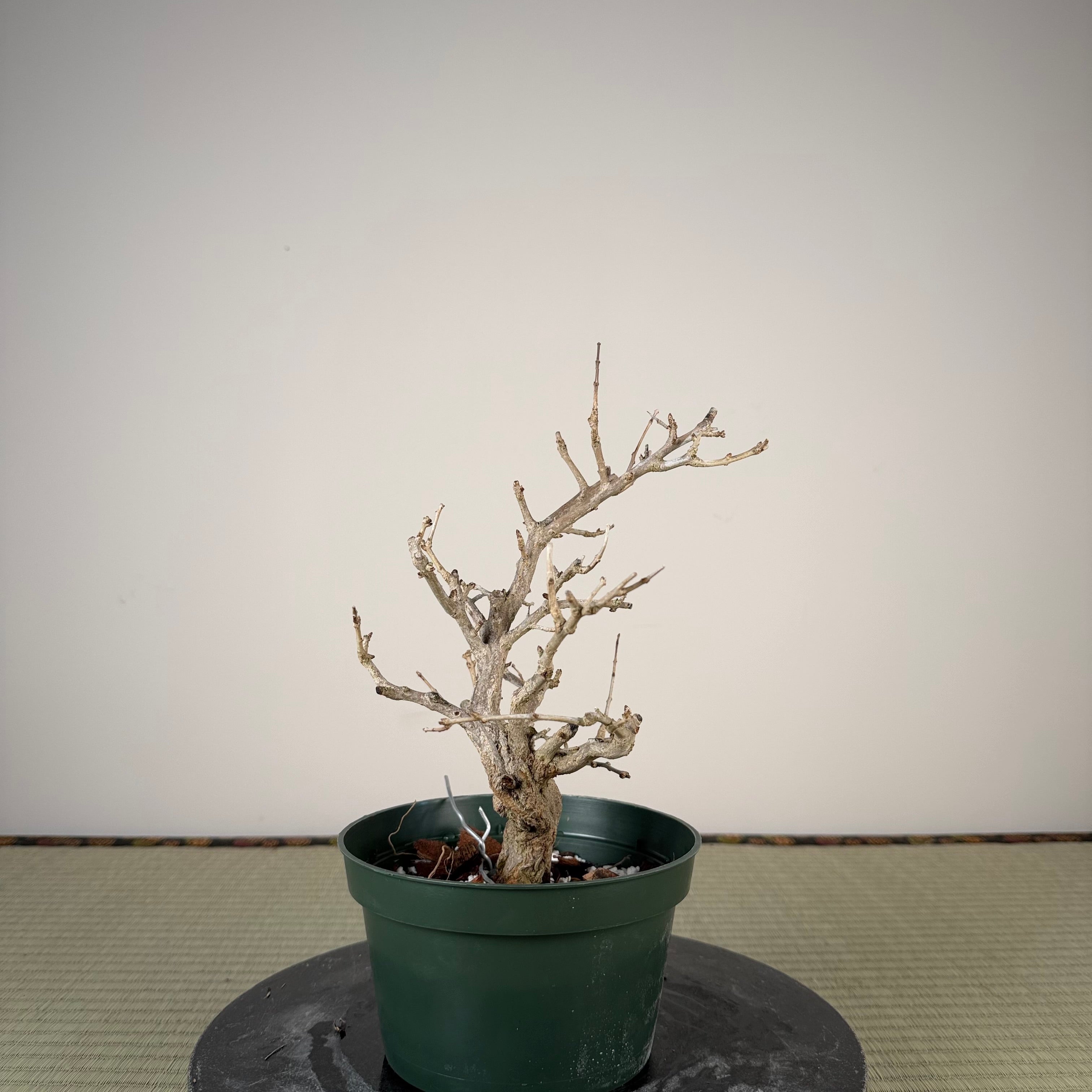 Punica granatum