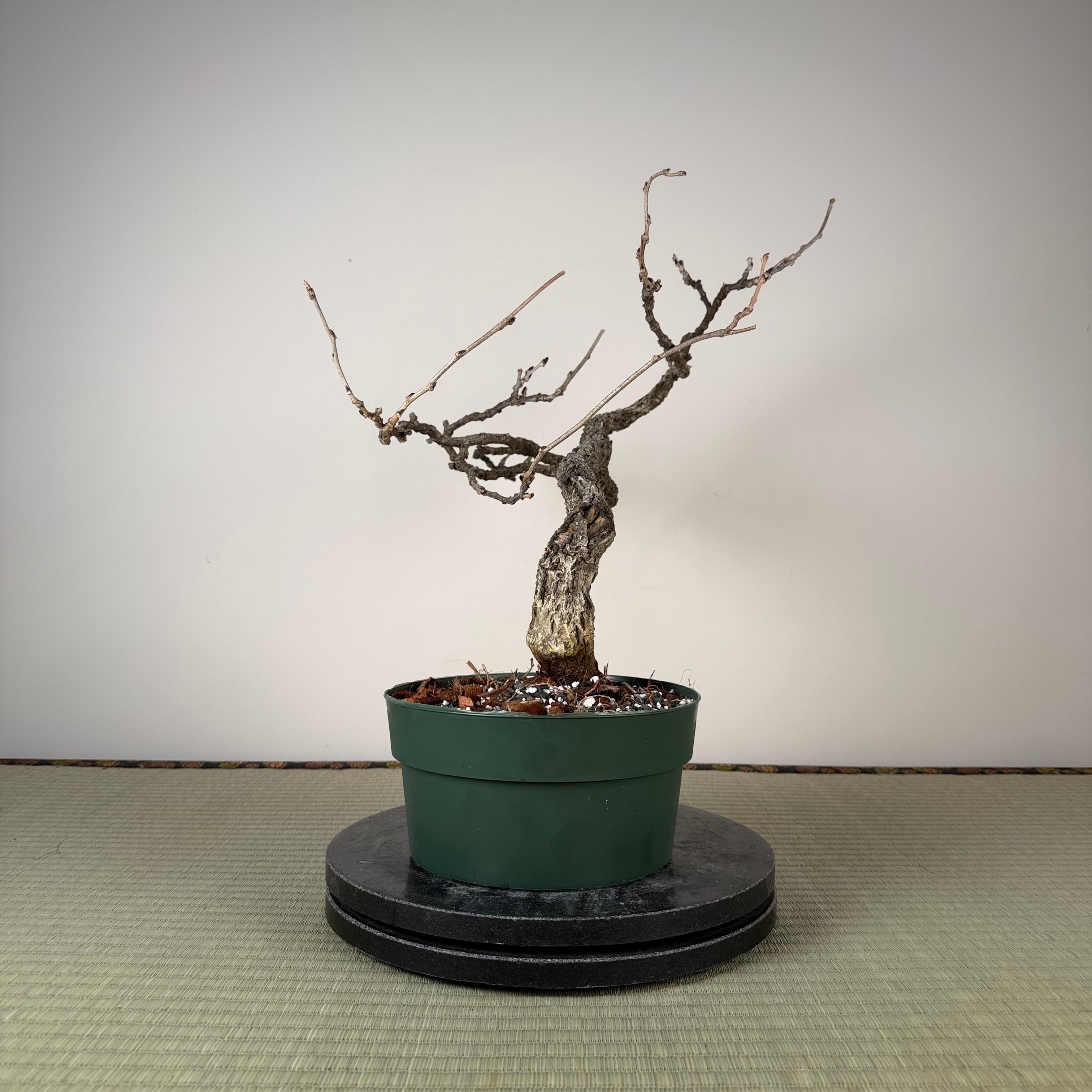 Wisteria floribunda