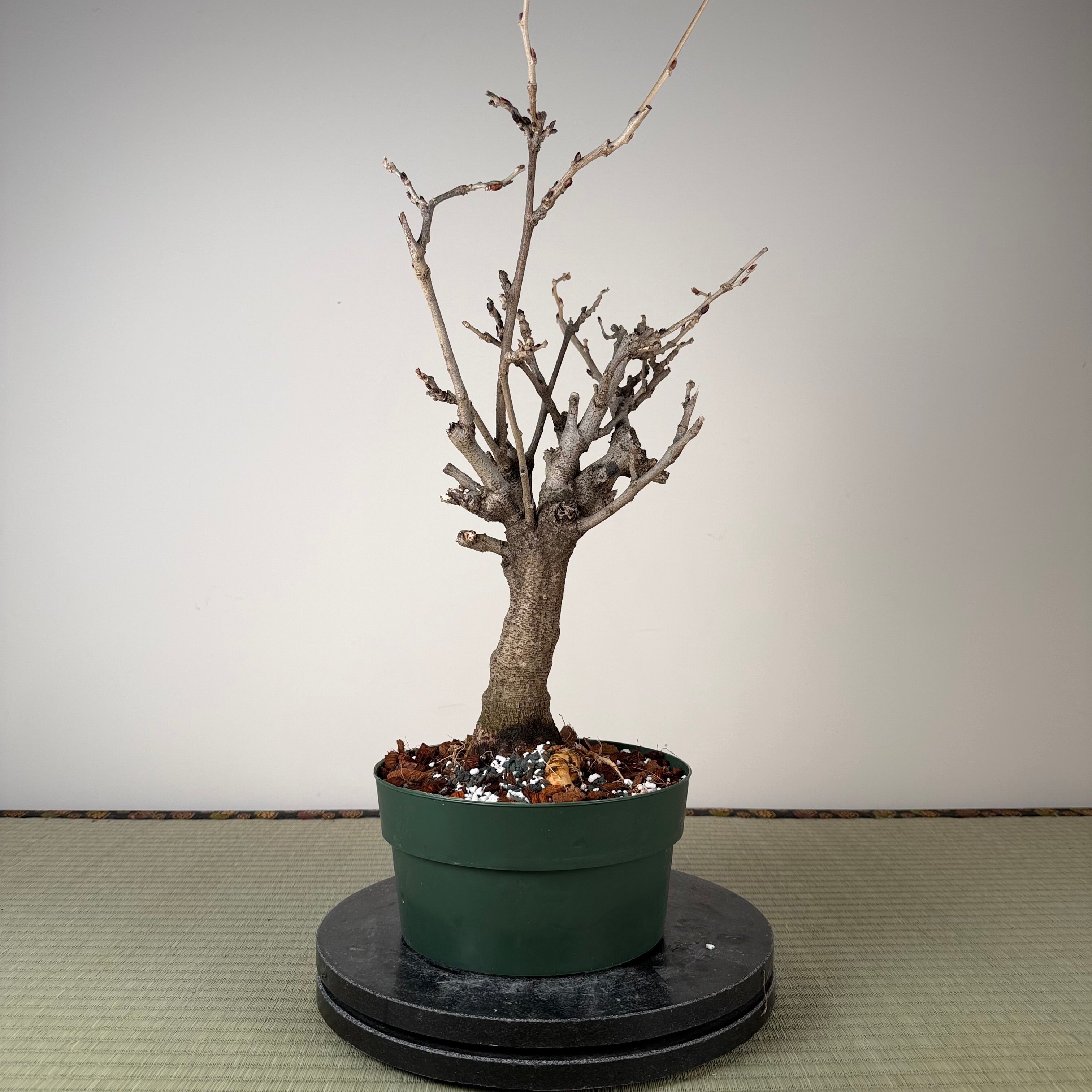 Wisteria floribunda