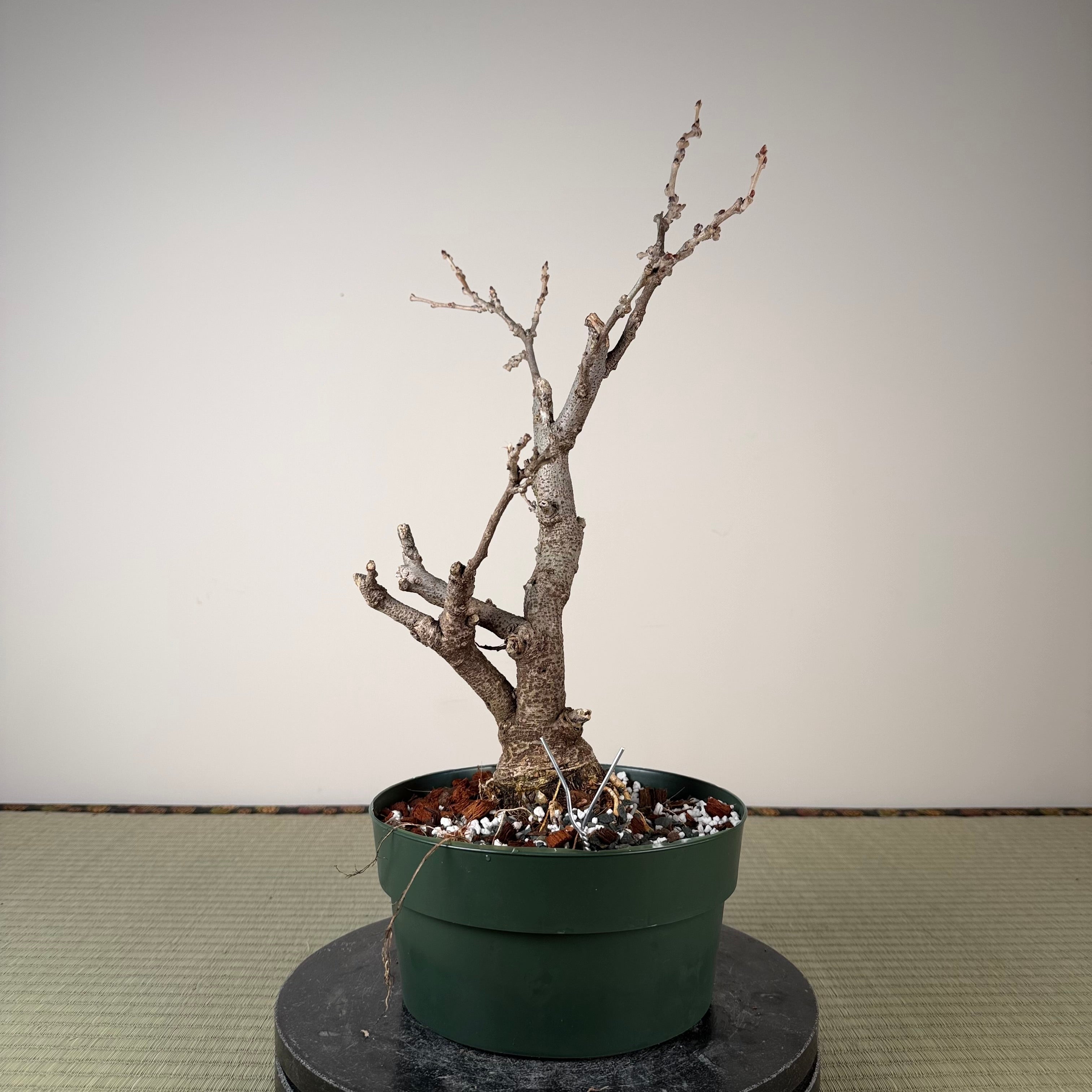 Wisteria floribunda