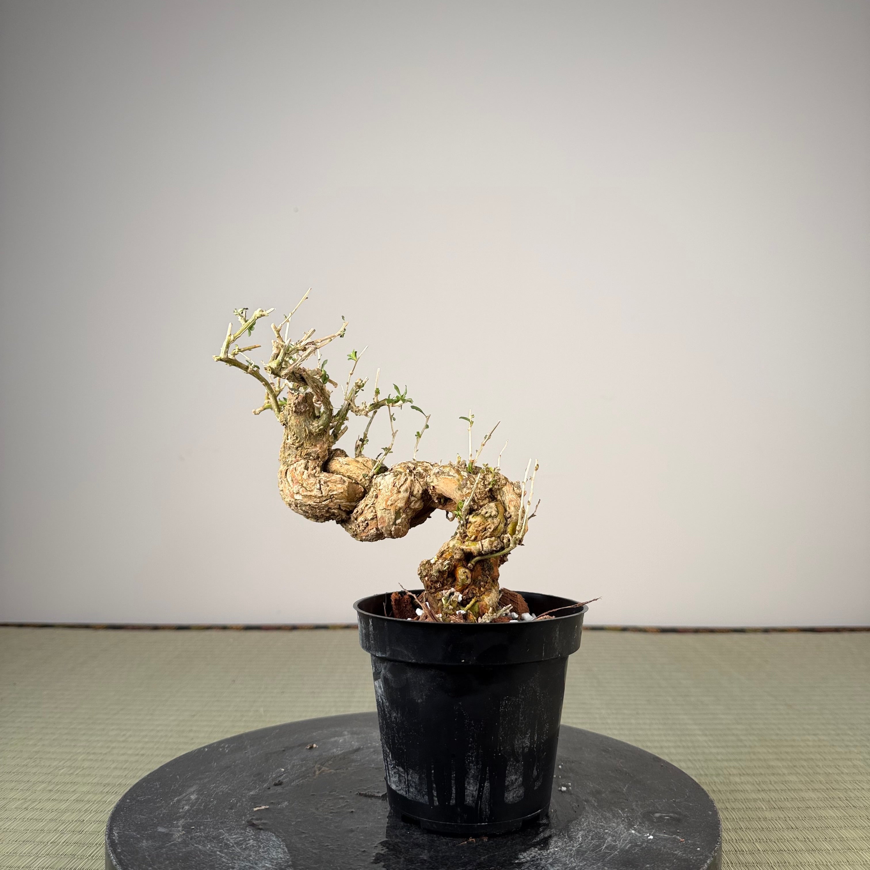 Lycium chinense