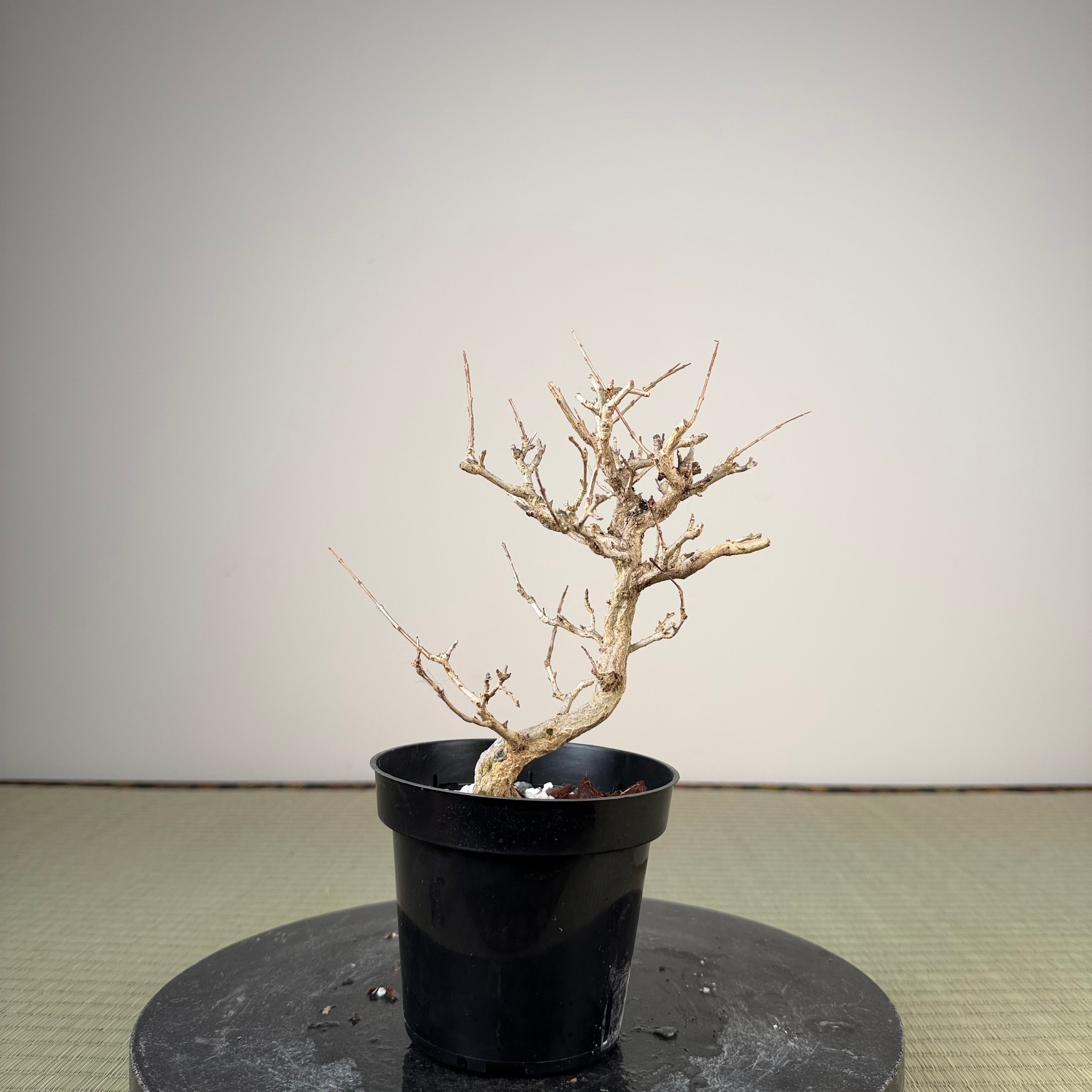 Punica granatum