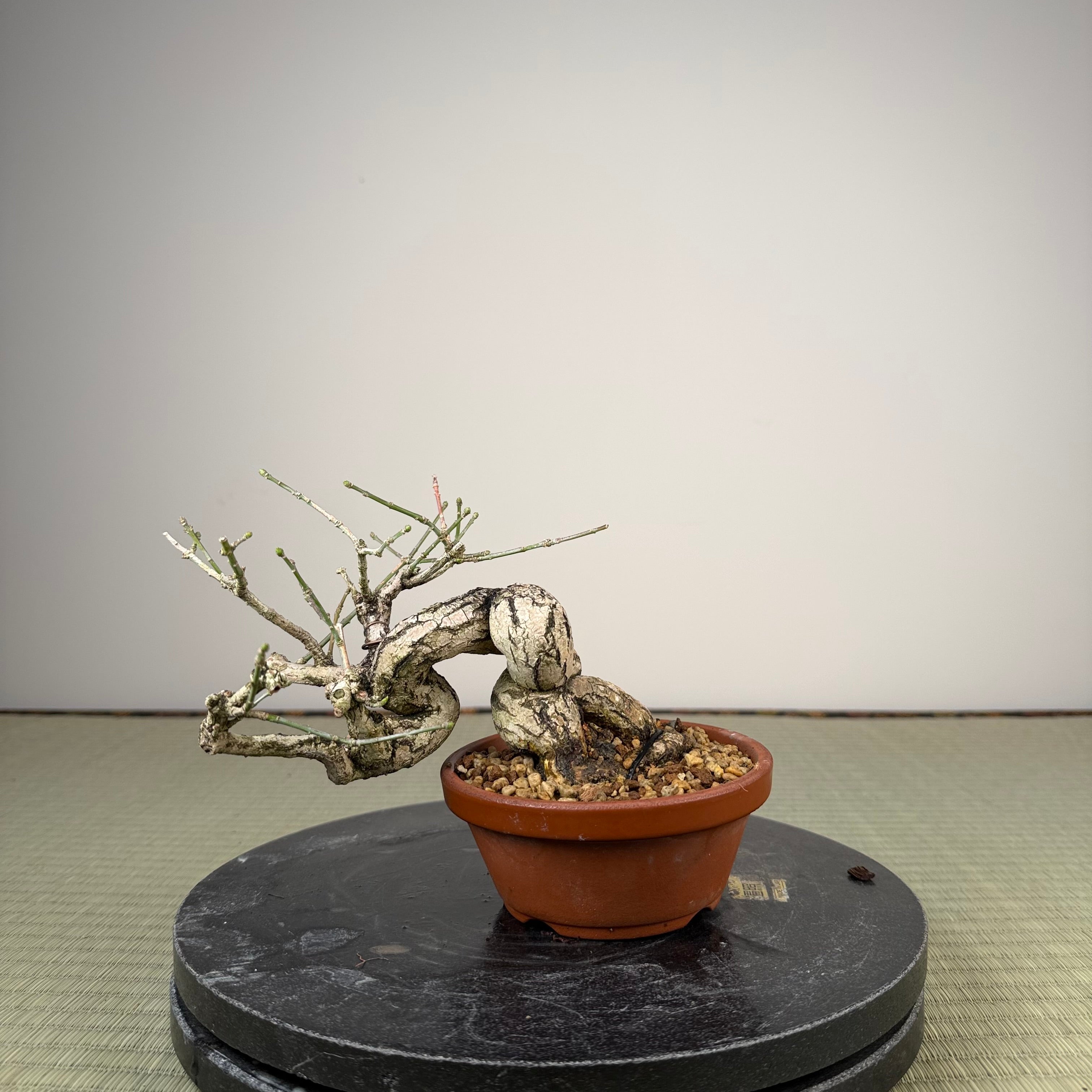 Euonymus