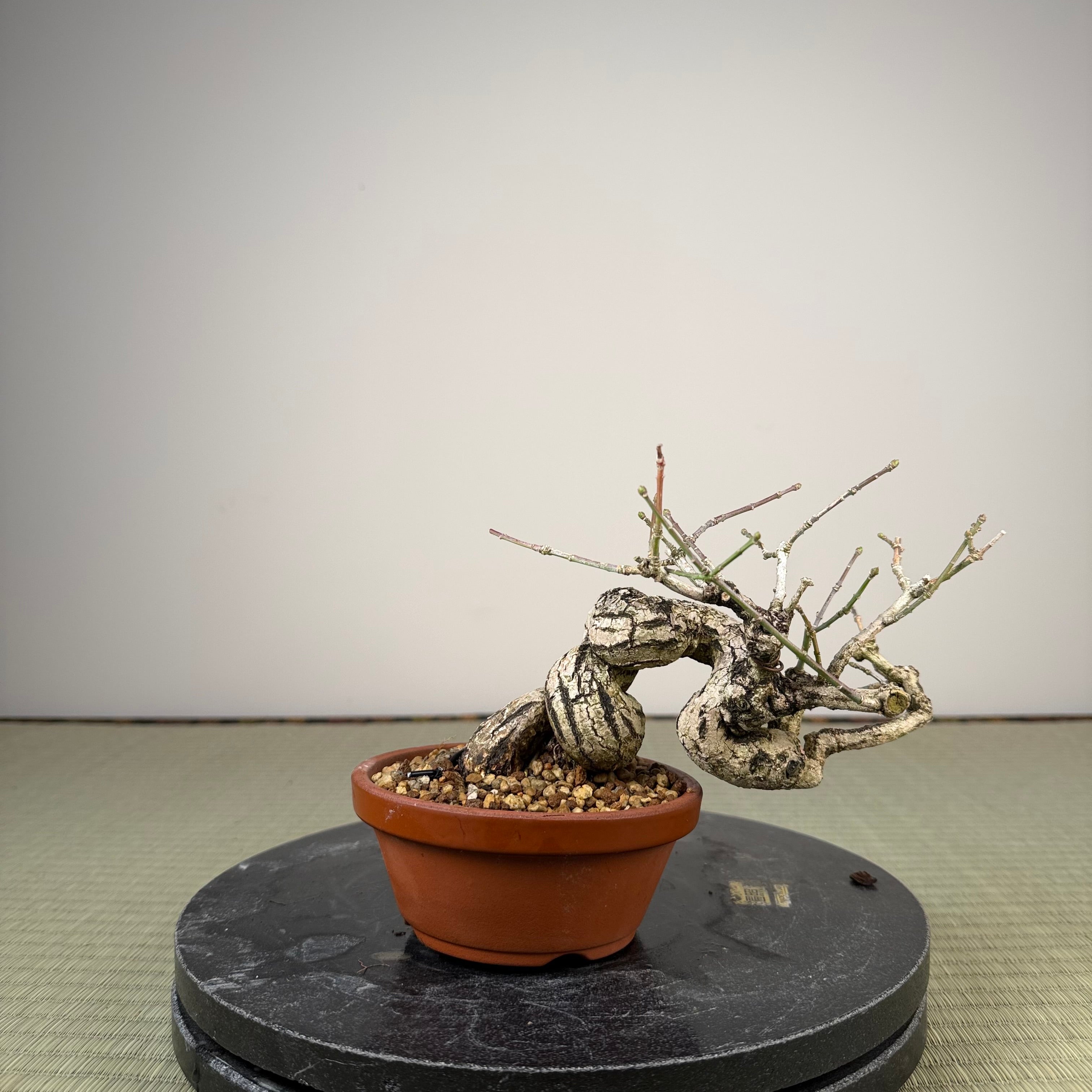 Euonymus