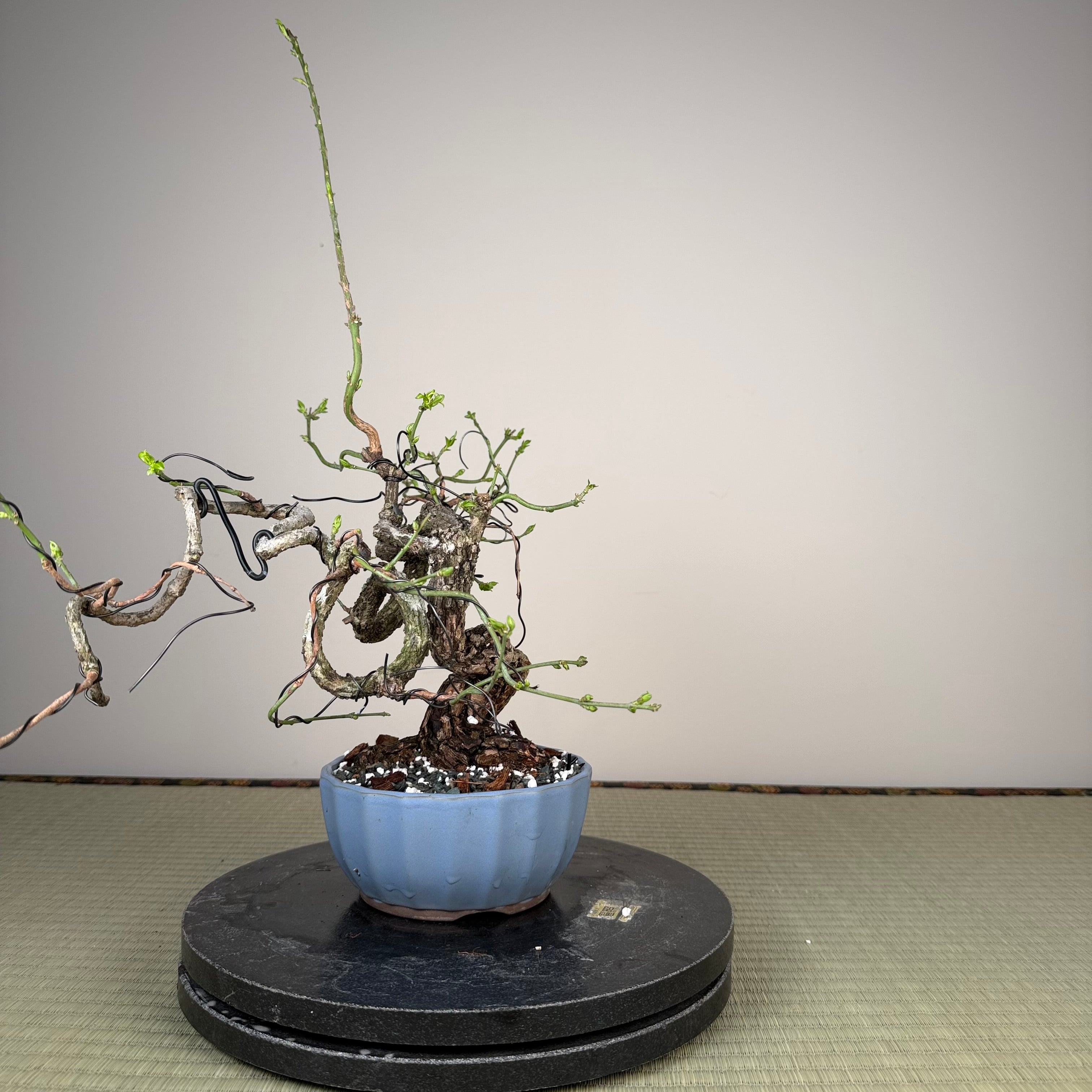 Euonymus