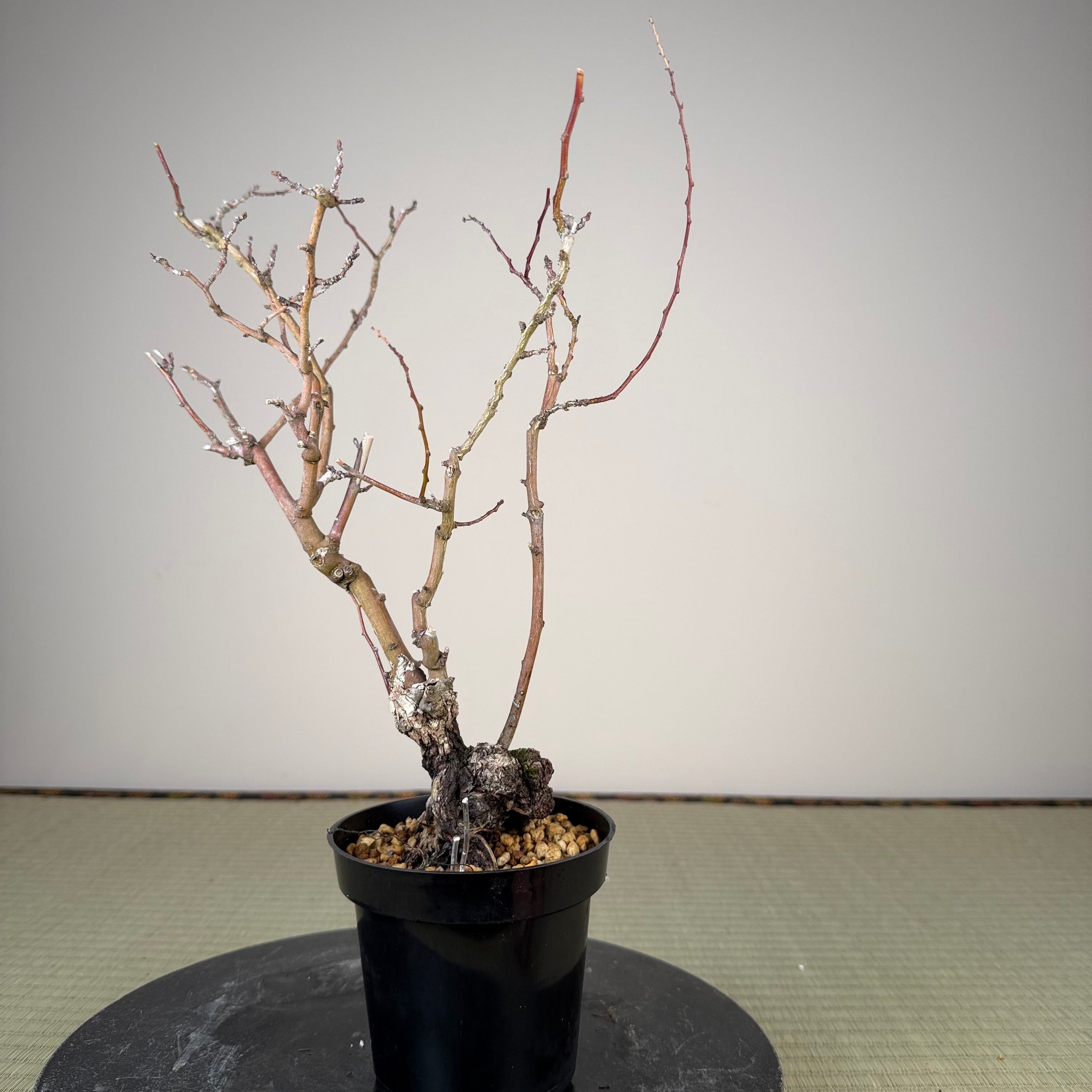 Berchemia racemosa