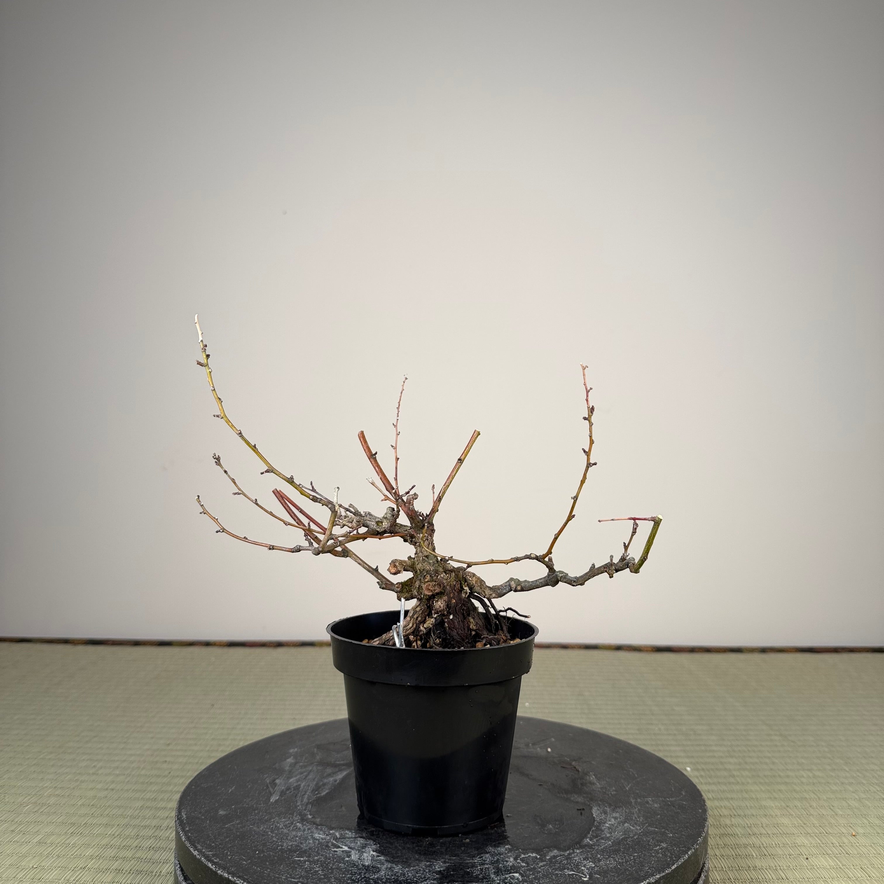 Berchemia racemosa
