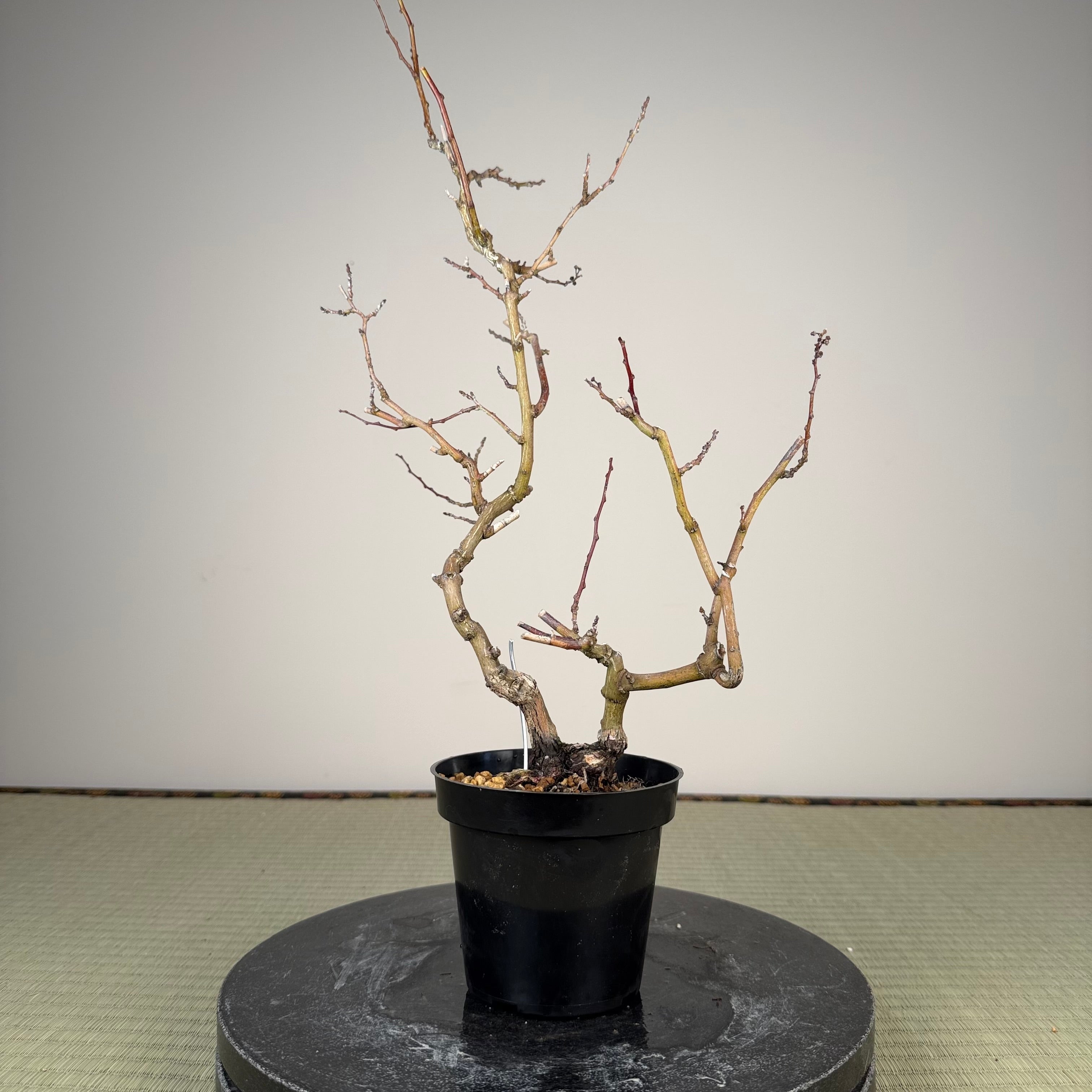 Berchemia racemosa