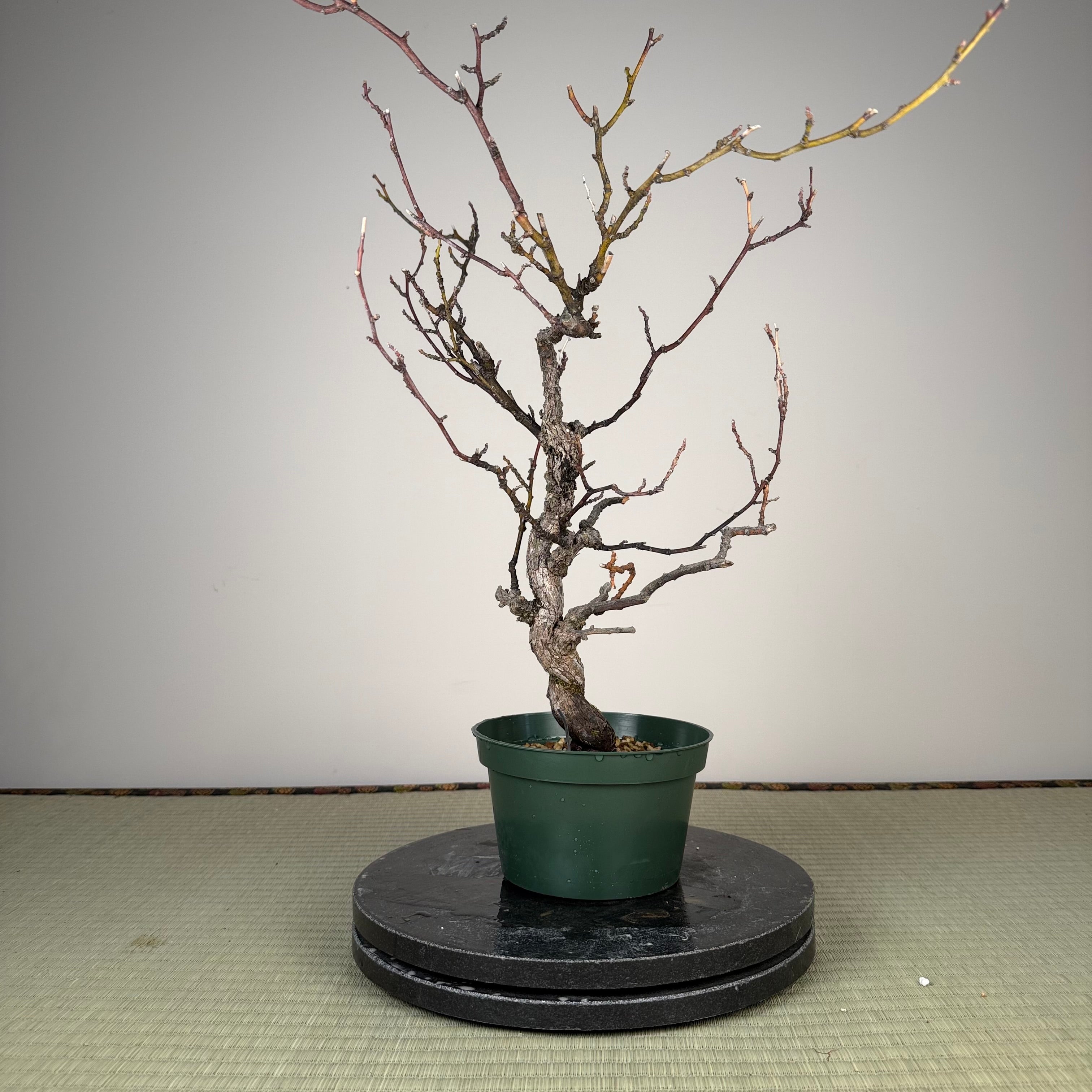 Berchemia racemosa