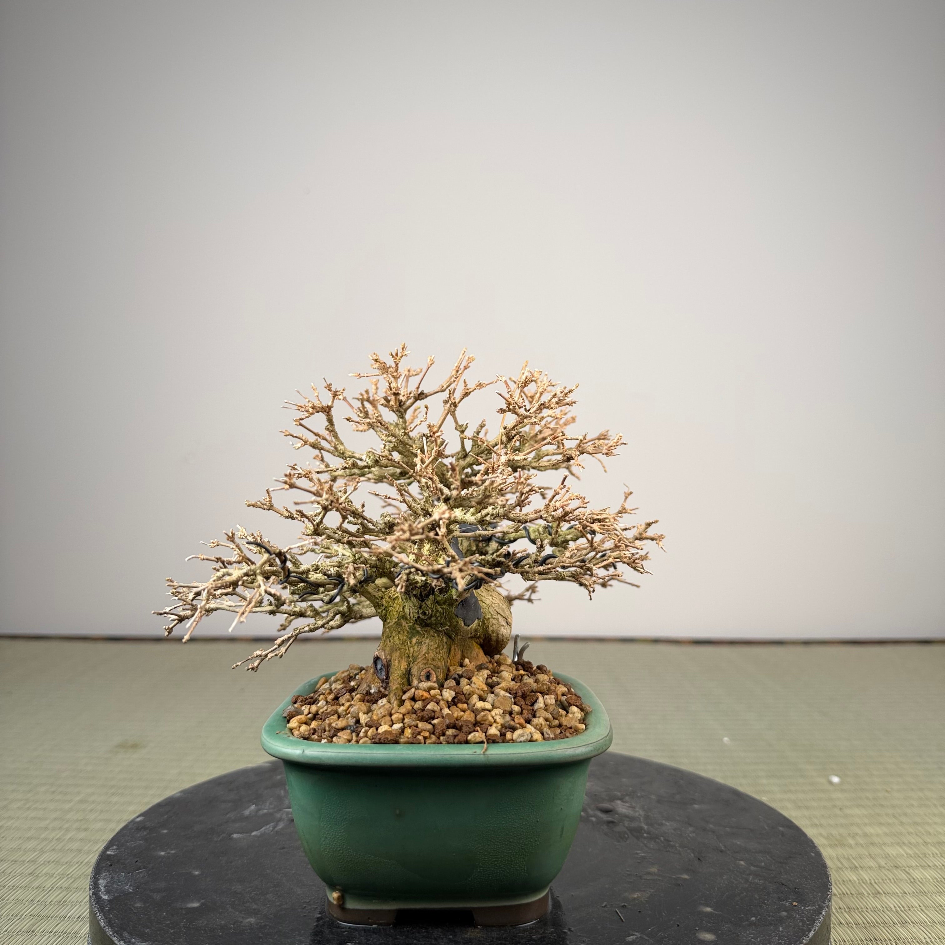 Premna japonica