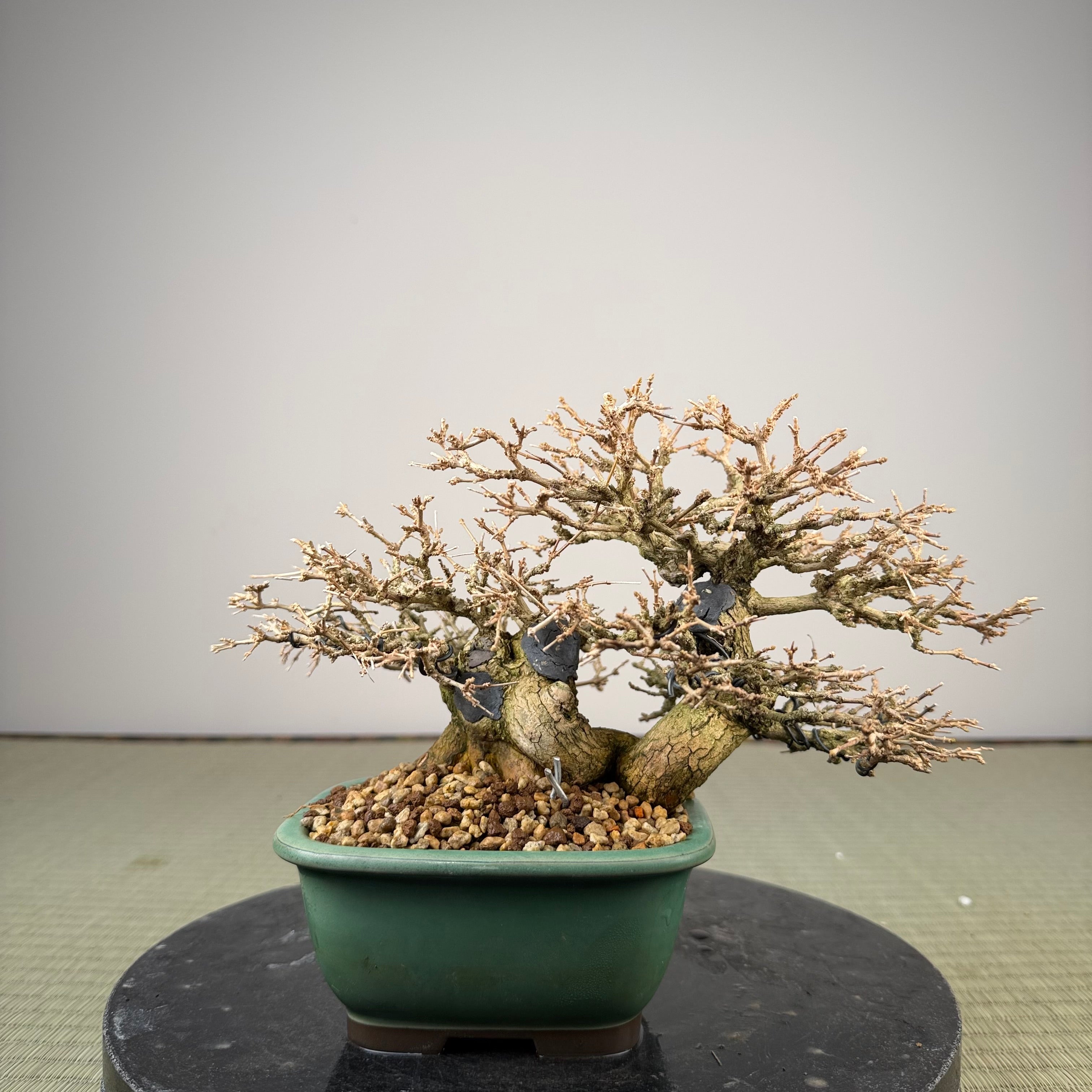 Premna japonica