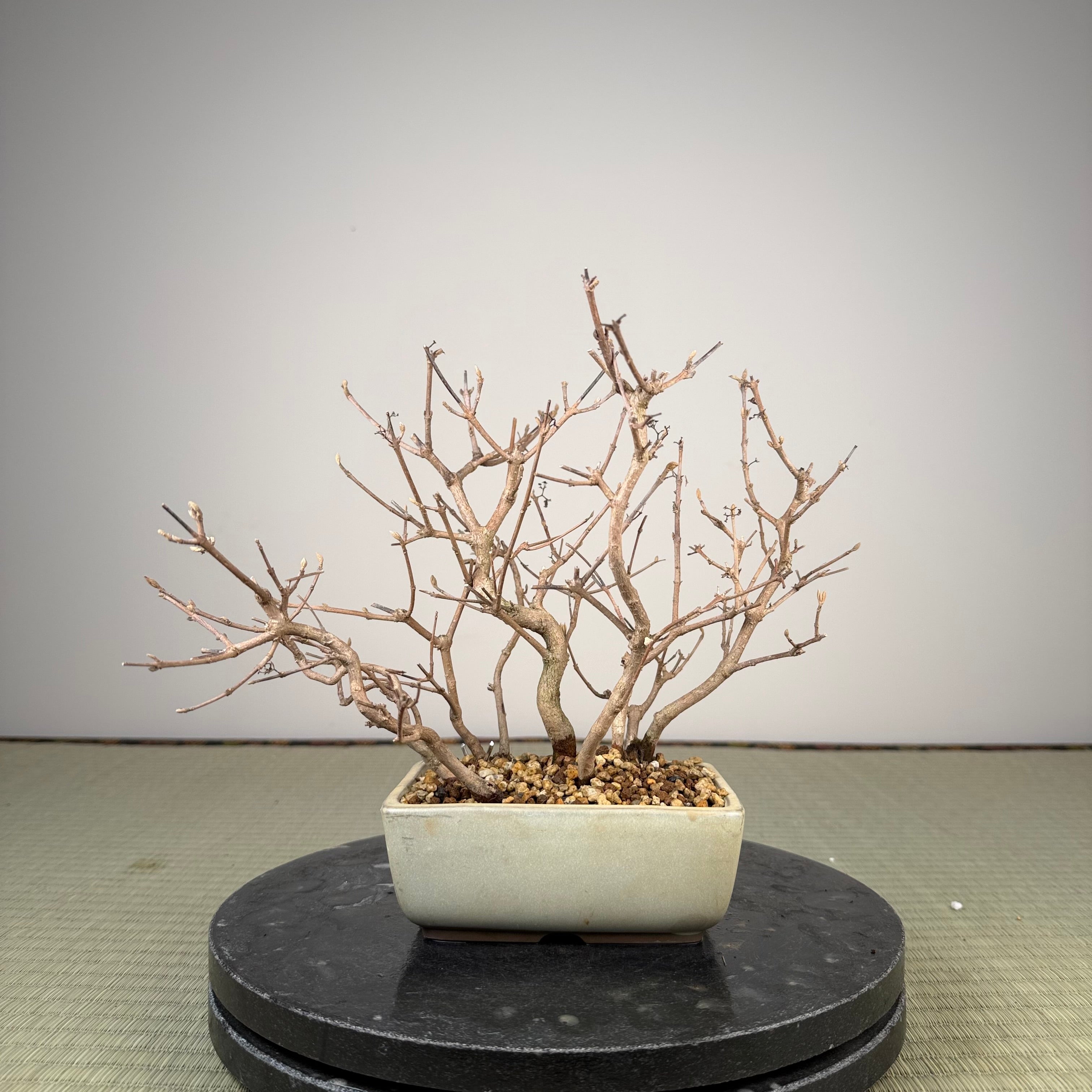 Callicarpa japonica